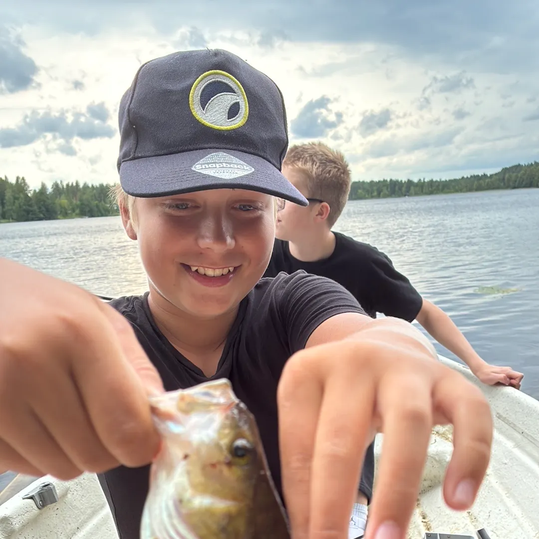 European perch caught on Fishbrain