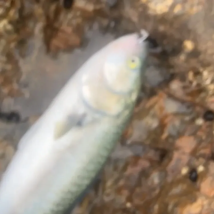 Eastern Australian salmon caught on Fishbrain
