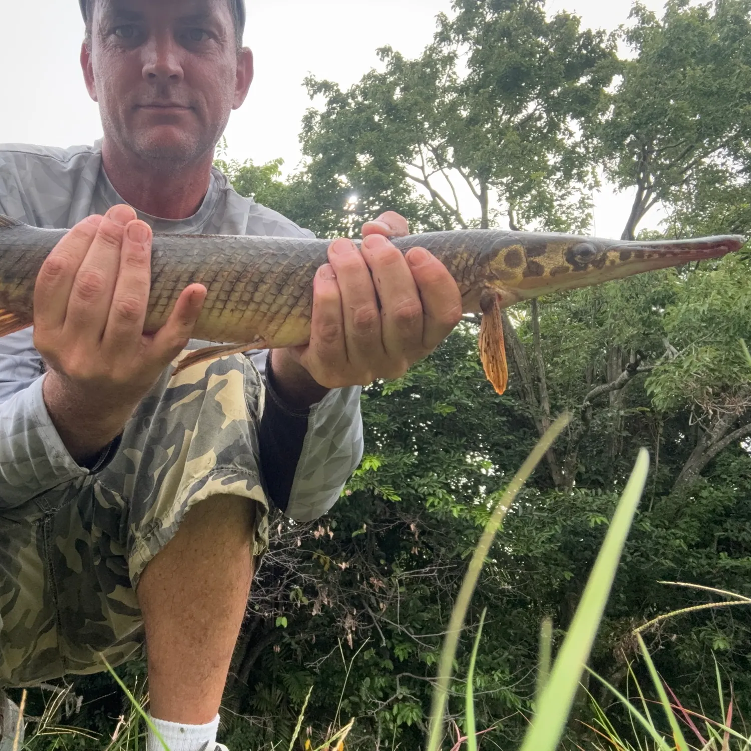 The most recent Florida gar catches on Fishbrain