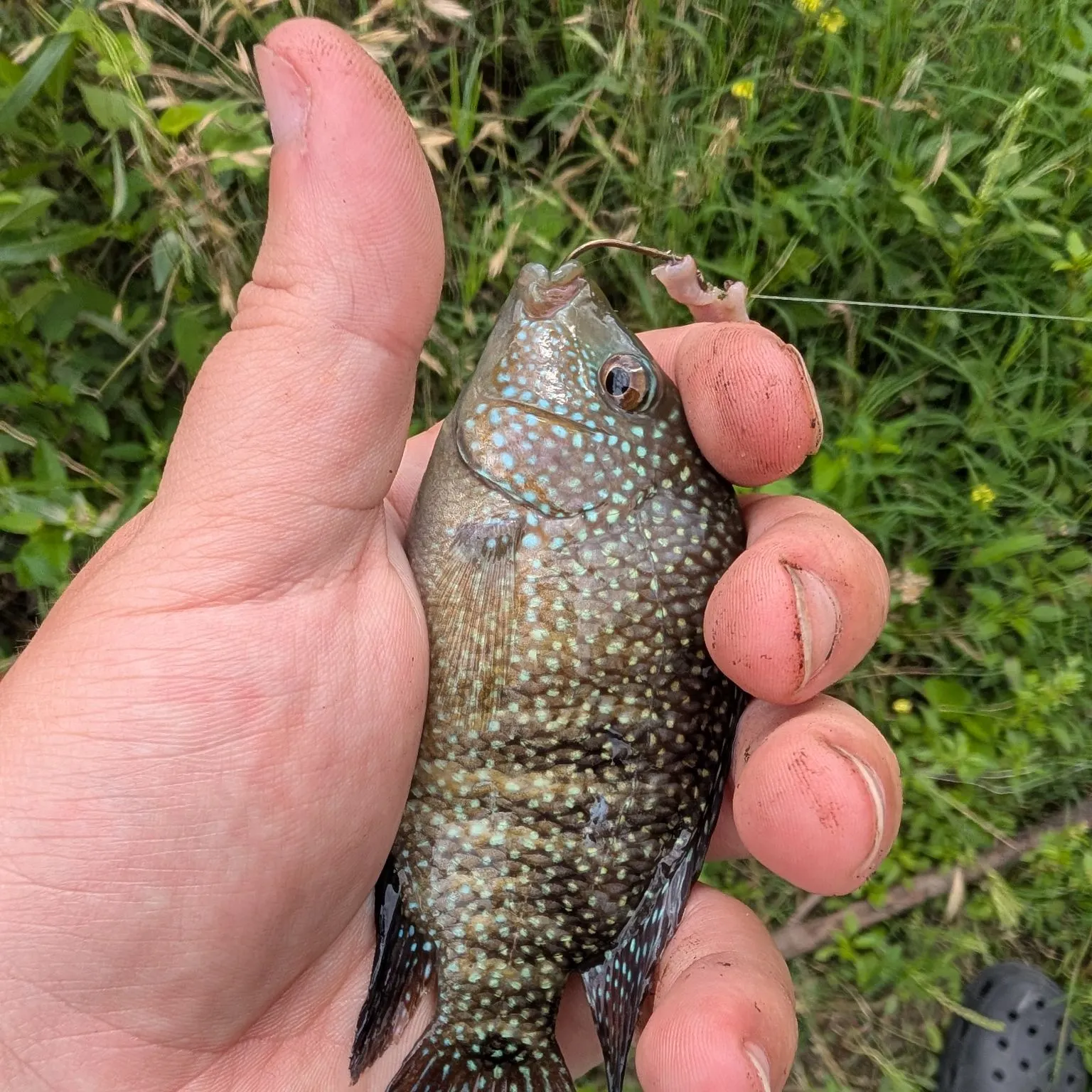 Fishing in Poth, TX (United States)  Find Spots, Species & Tips