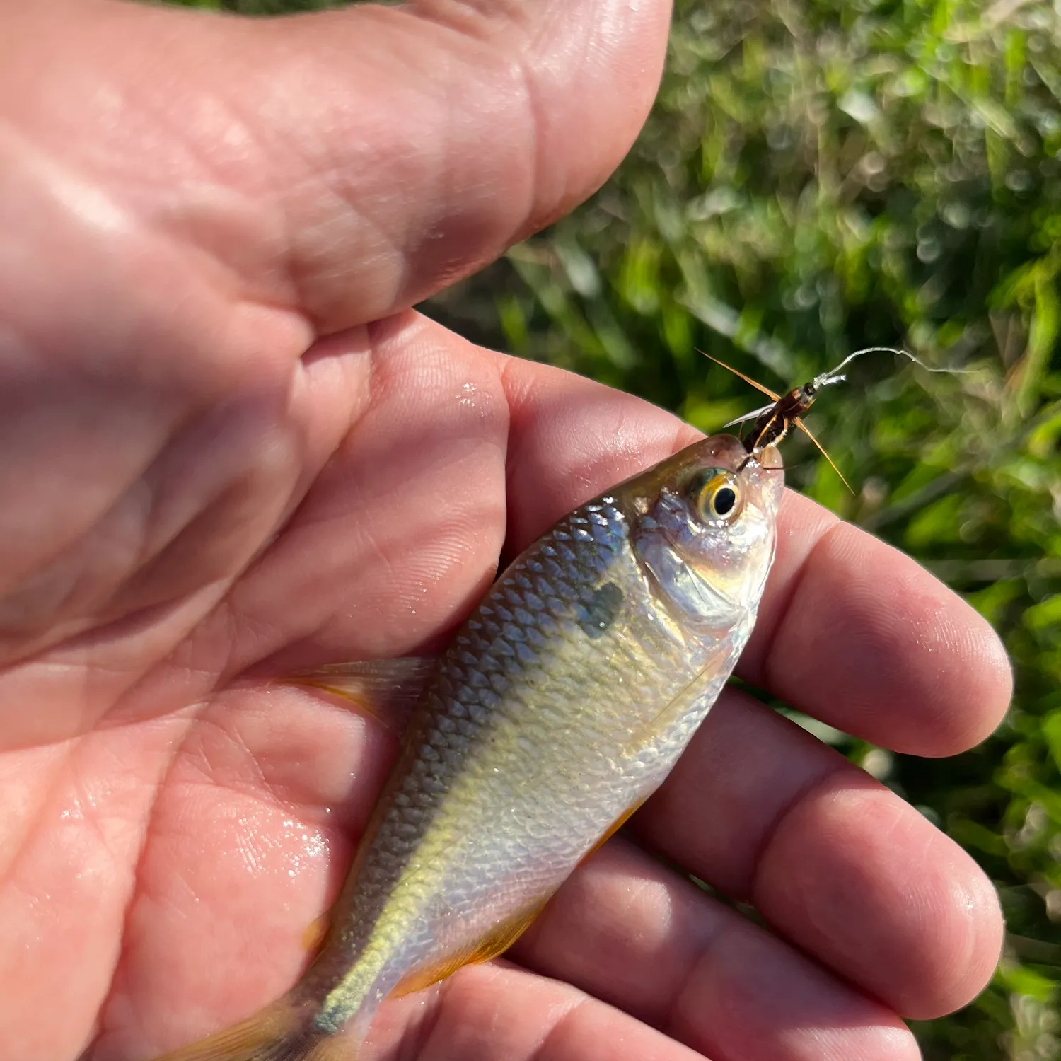The most recent Twospot astyanax catches on Fishbrain