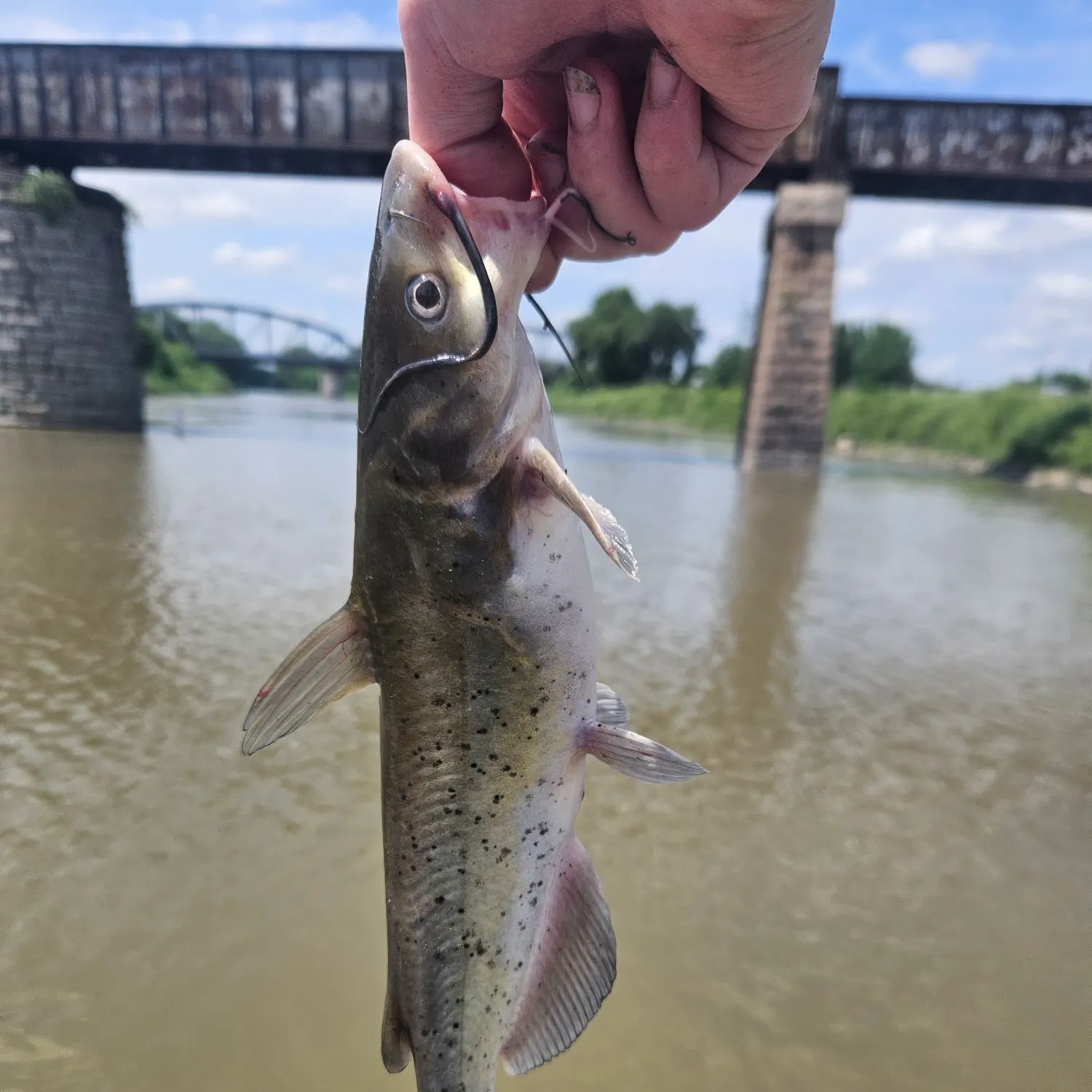 angler catch