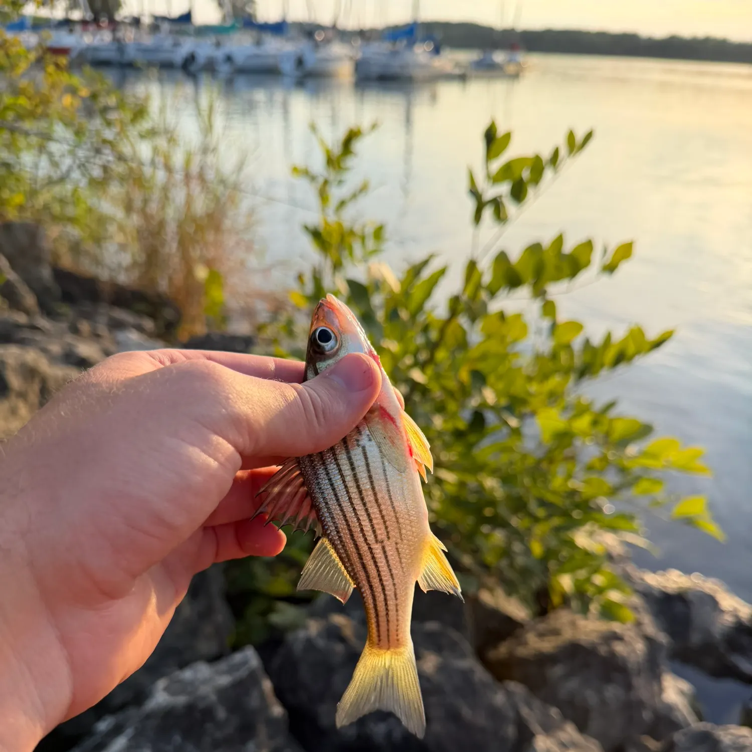 Yellow bass caught on Fishbrain