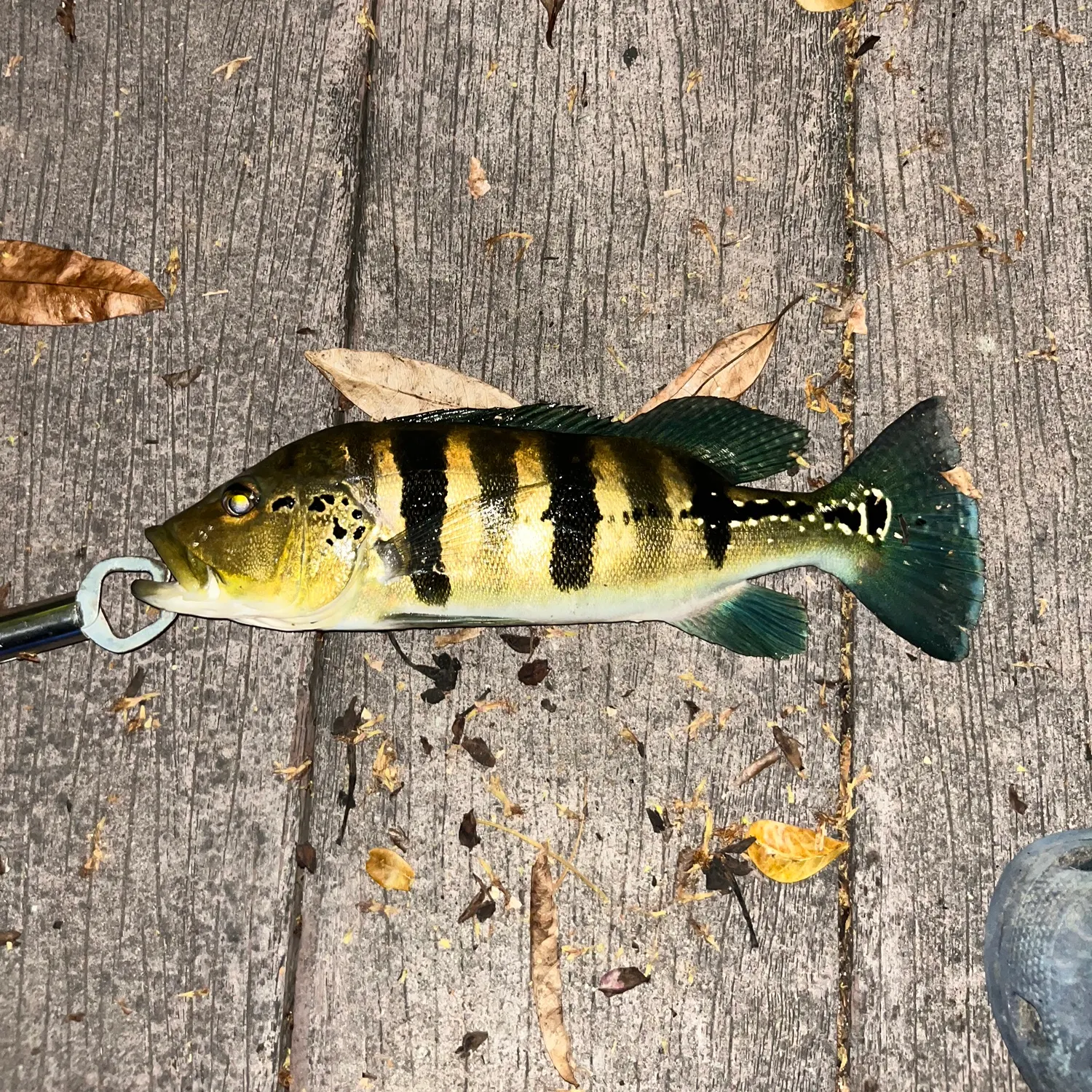 The most recent Blue peacock bass catches on Fishbrain
