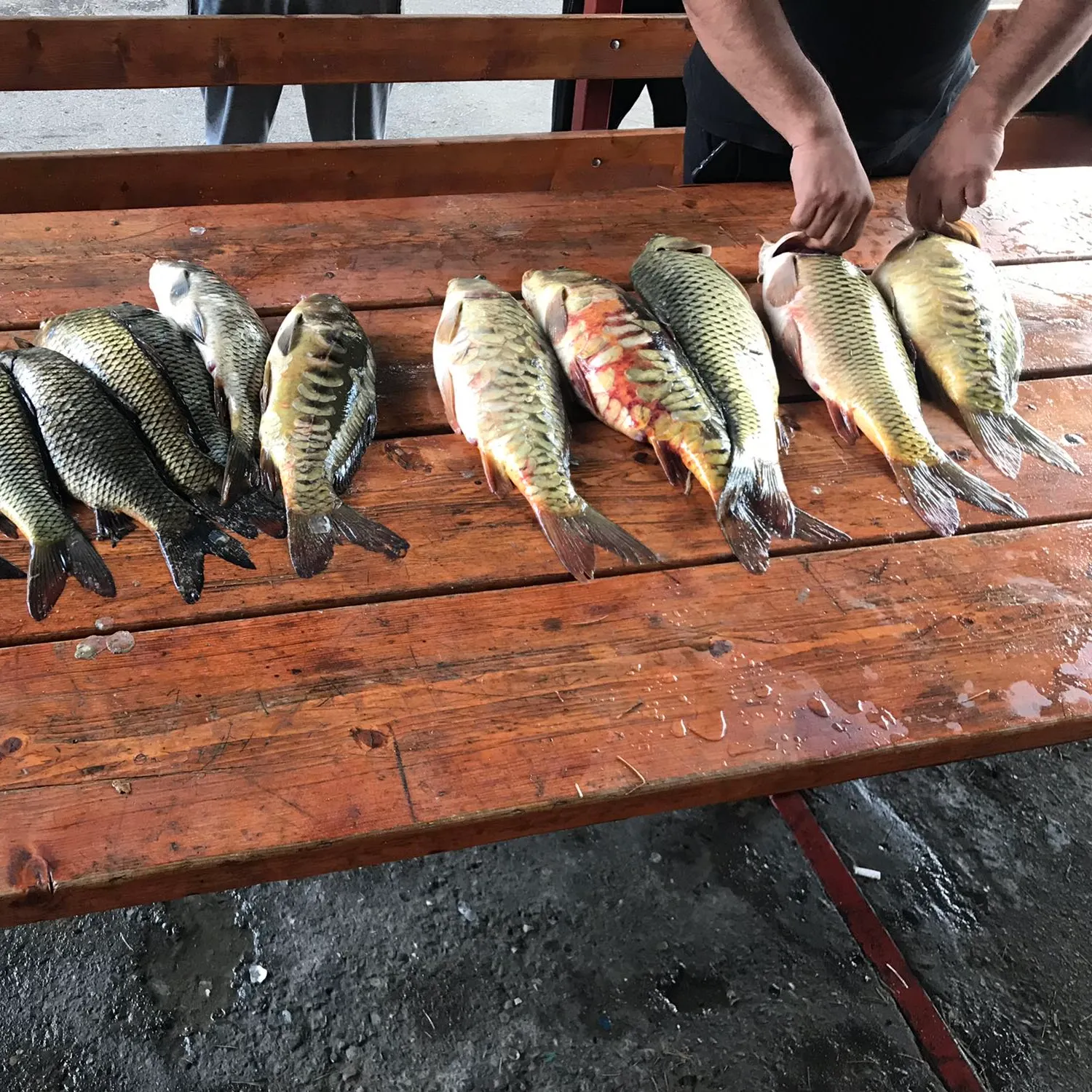 recently logged catches