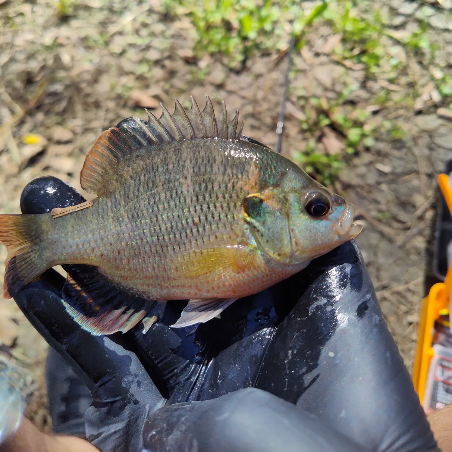 The most recent Redspotted sunfish catches on Fishbrain