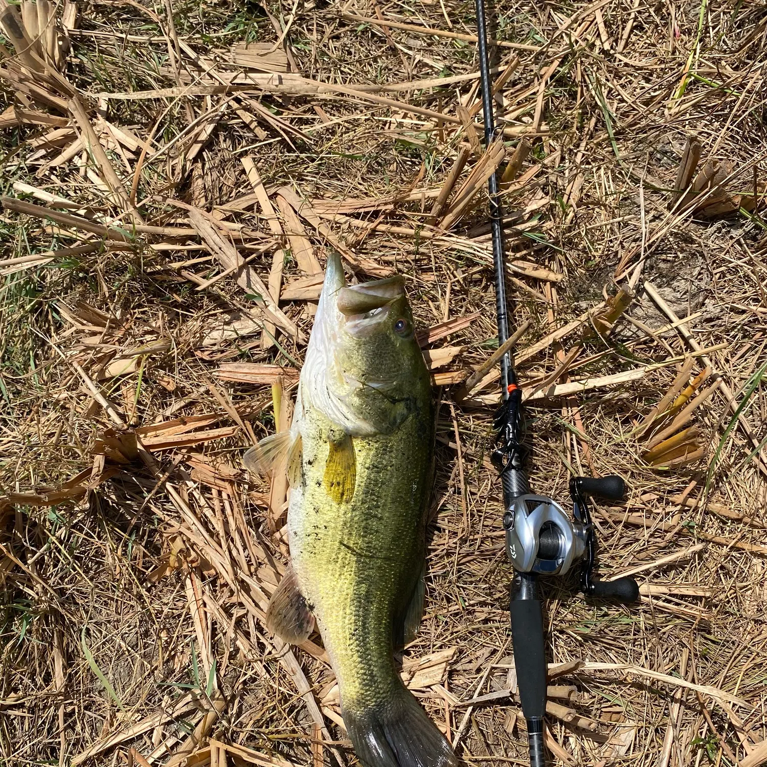 Largemouth bass caught on Fishbrain