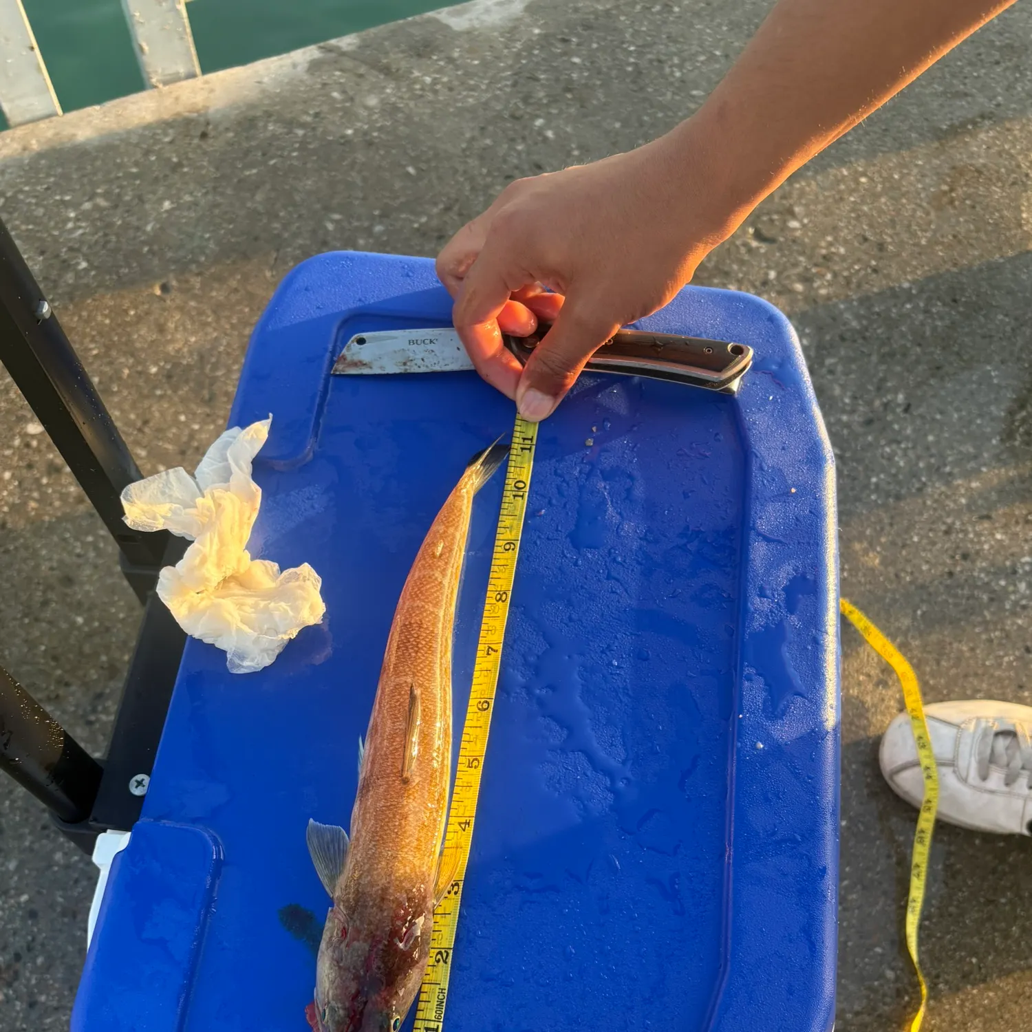 The most recent California lizardfish catches on Fishbrain