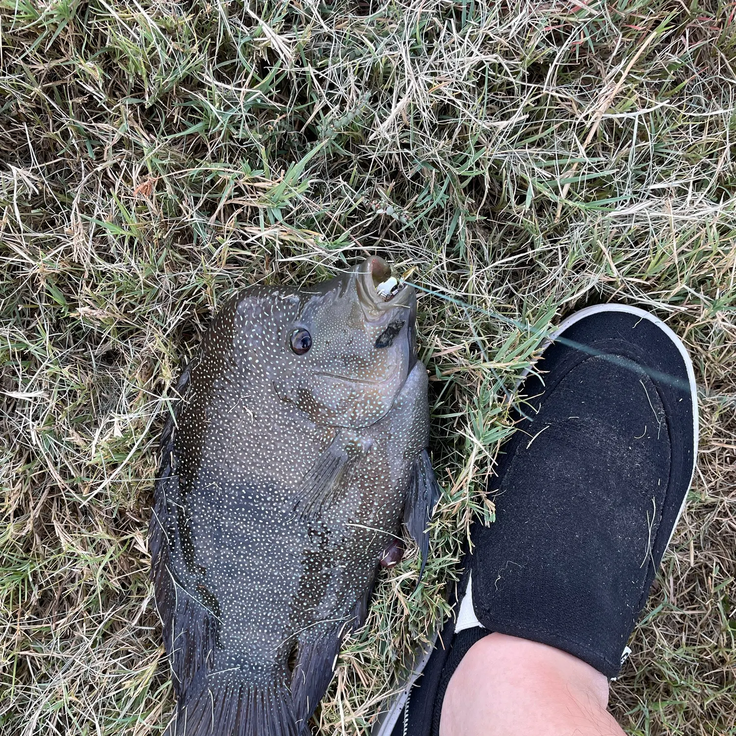 The most recent Rio Grande cichlid catches on Fishbrain