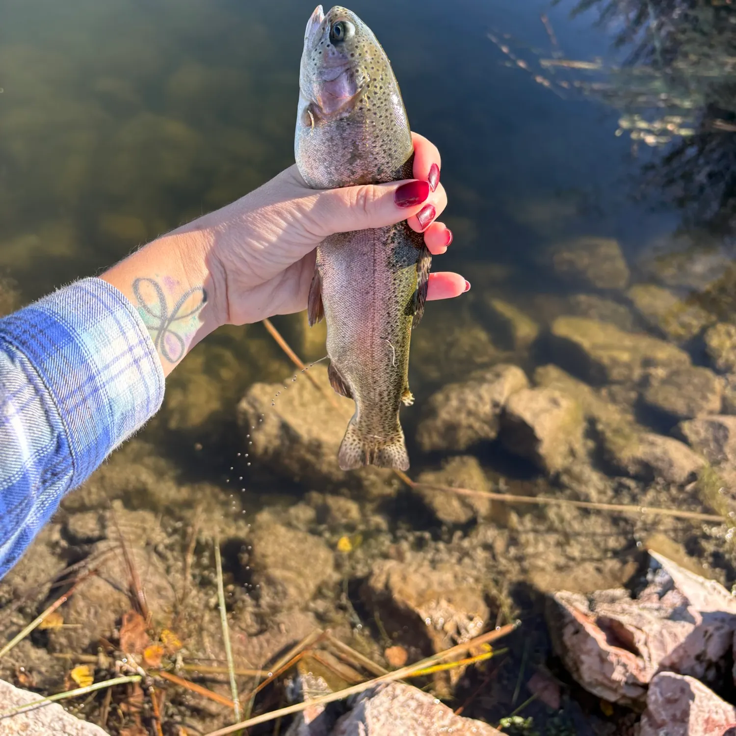 Rainbow trout caught on Fishbrain
