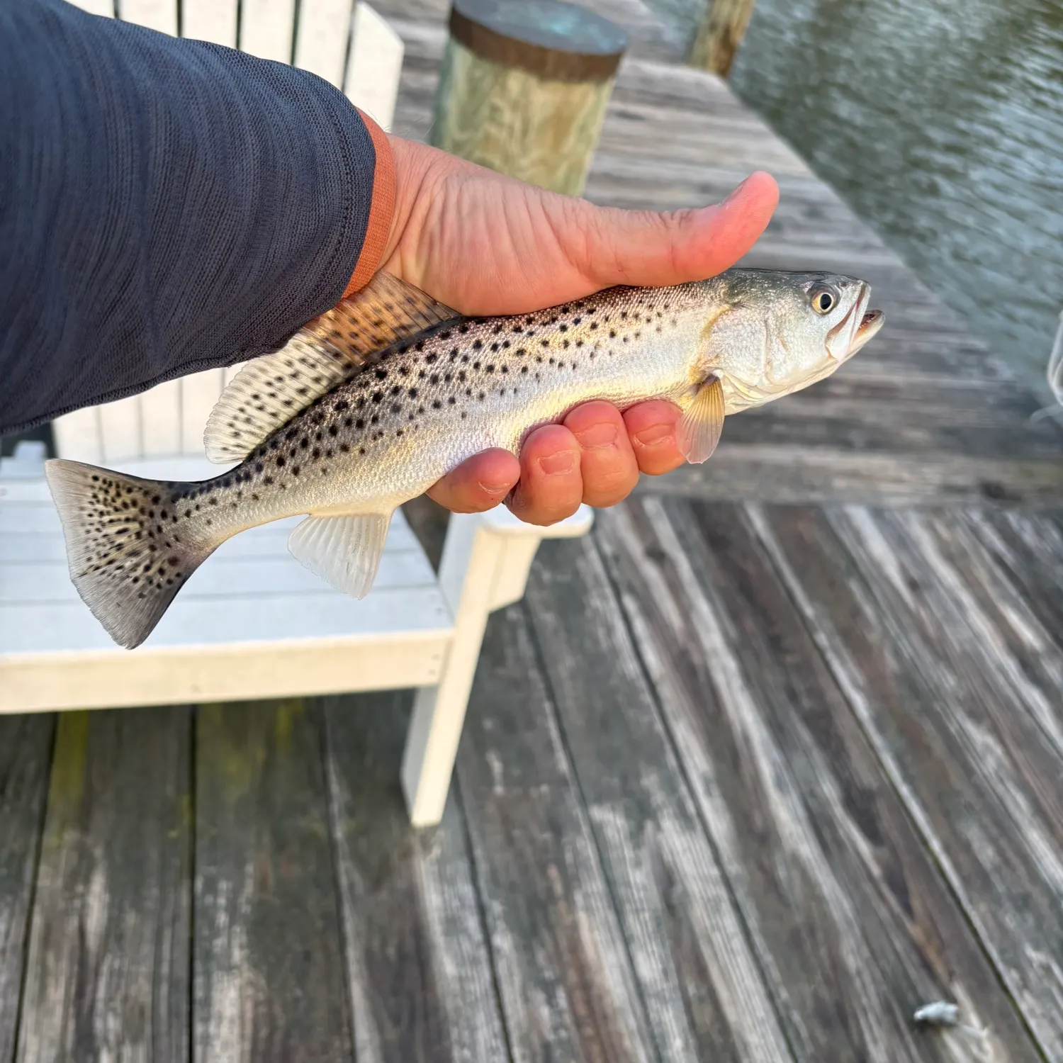 Spotted seatrout caught on Fishbrain