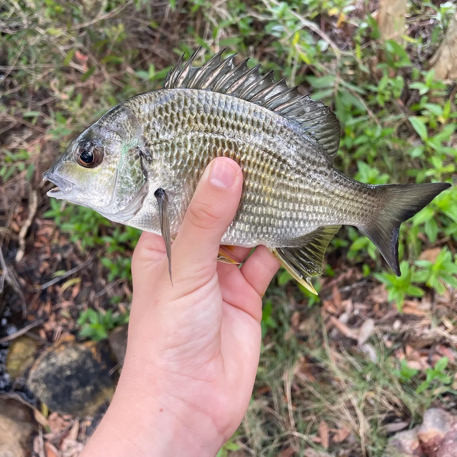 Surf bream caught on Fishbrain