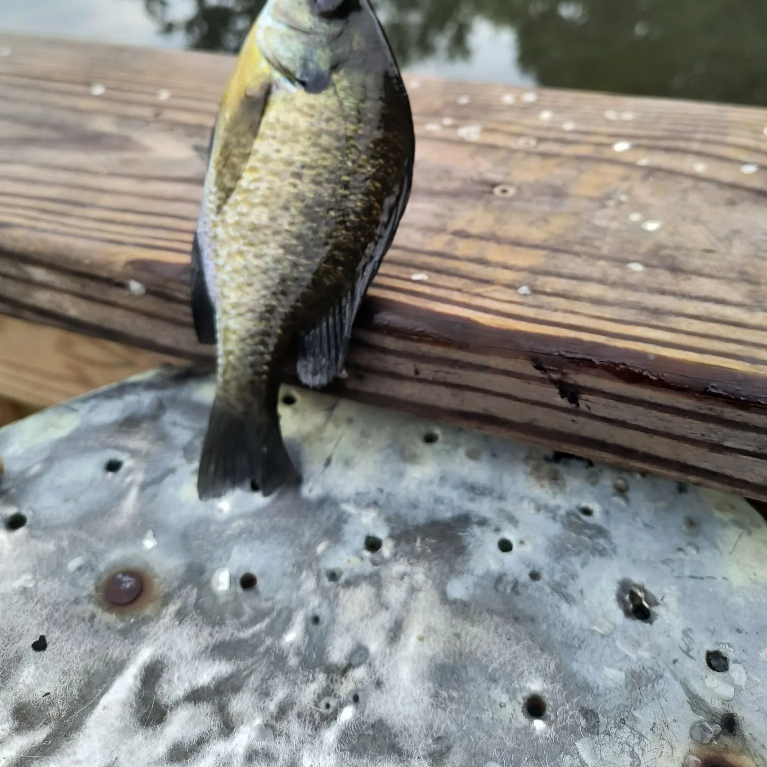 Bluegill caught on Fishbrain