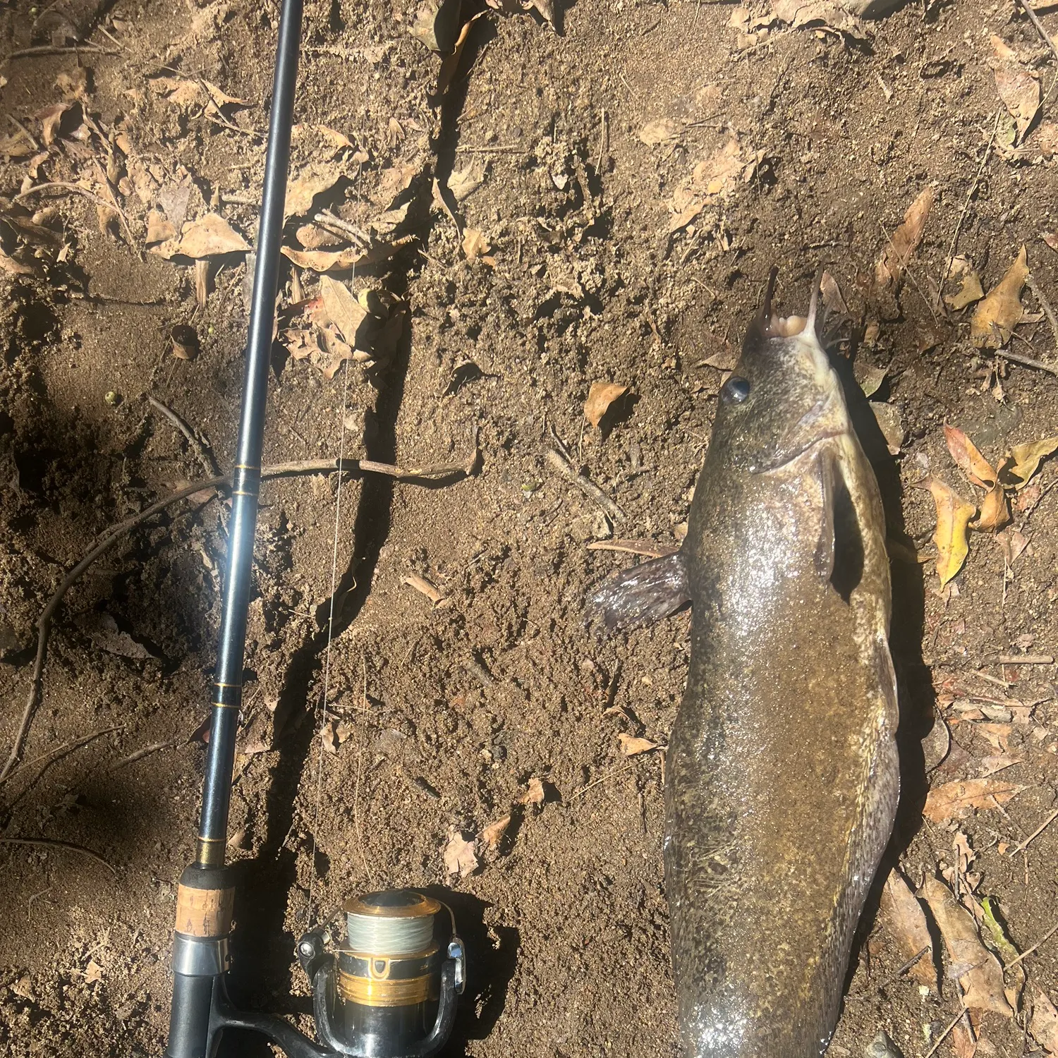 The most recent Dewfish catches on Fishbrain