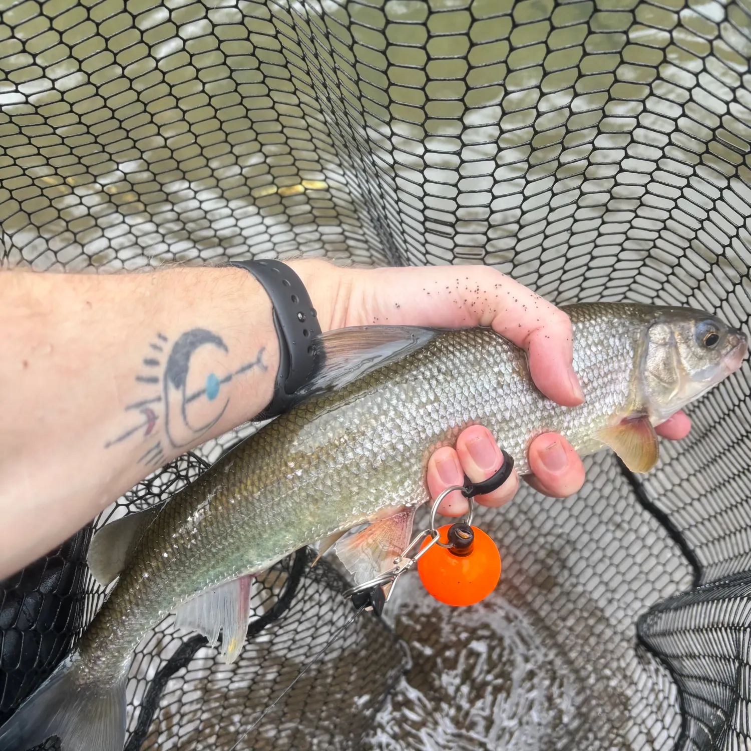 The most recent Mountain whitefish catches on Fishbrain