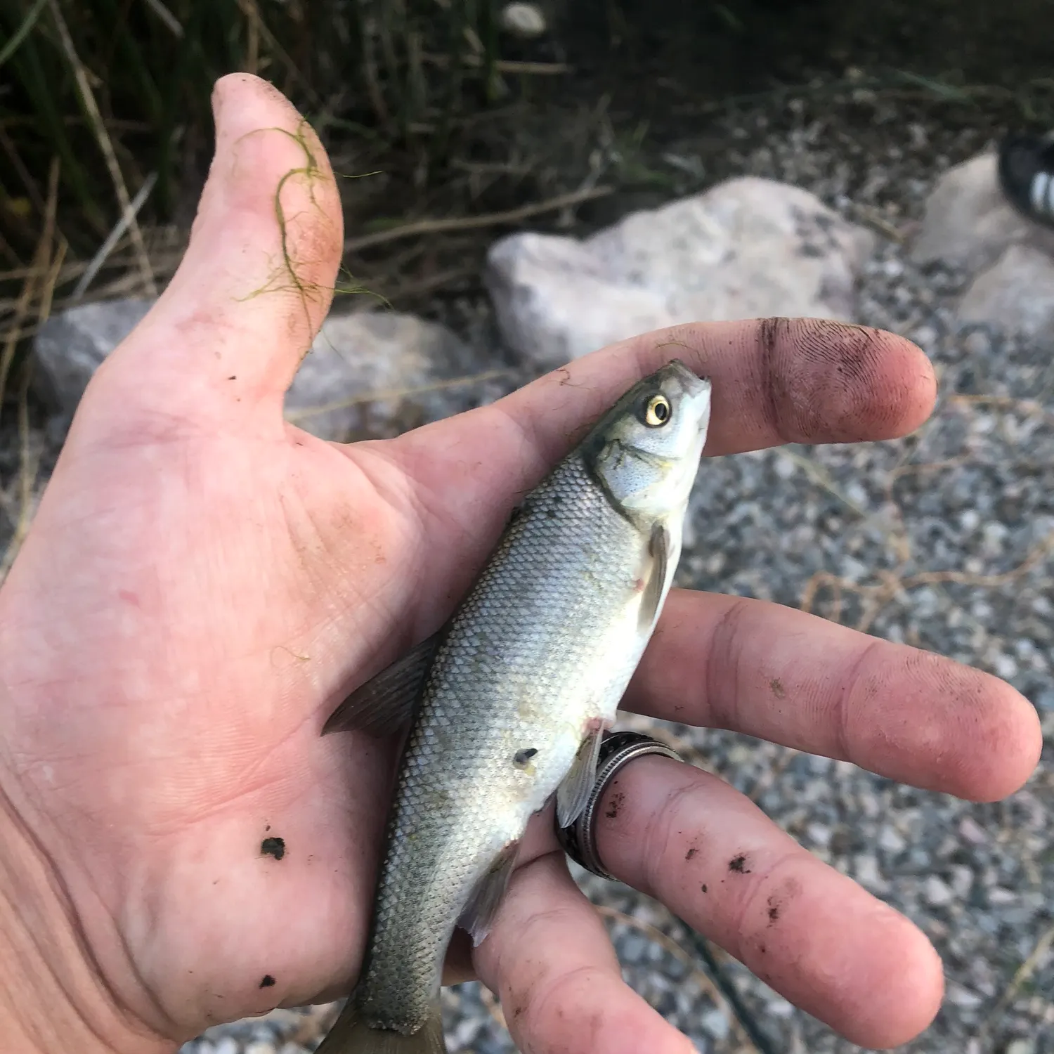 The most recent Utah chub catches on Fishbrain