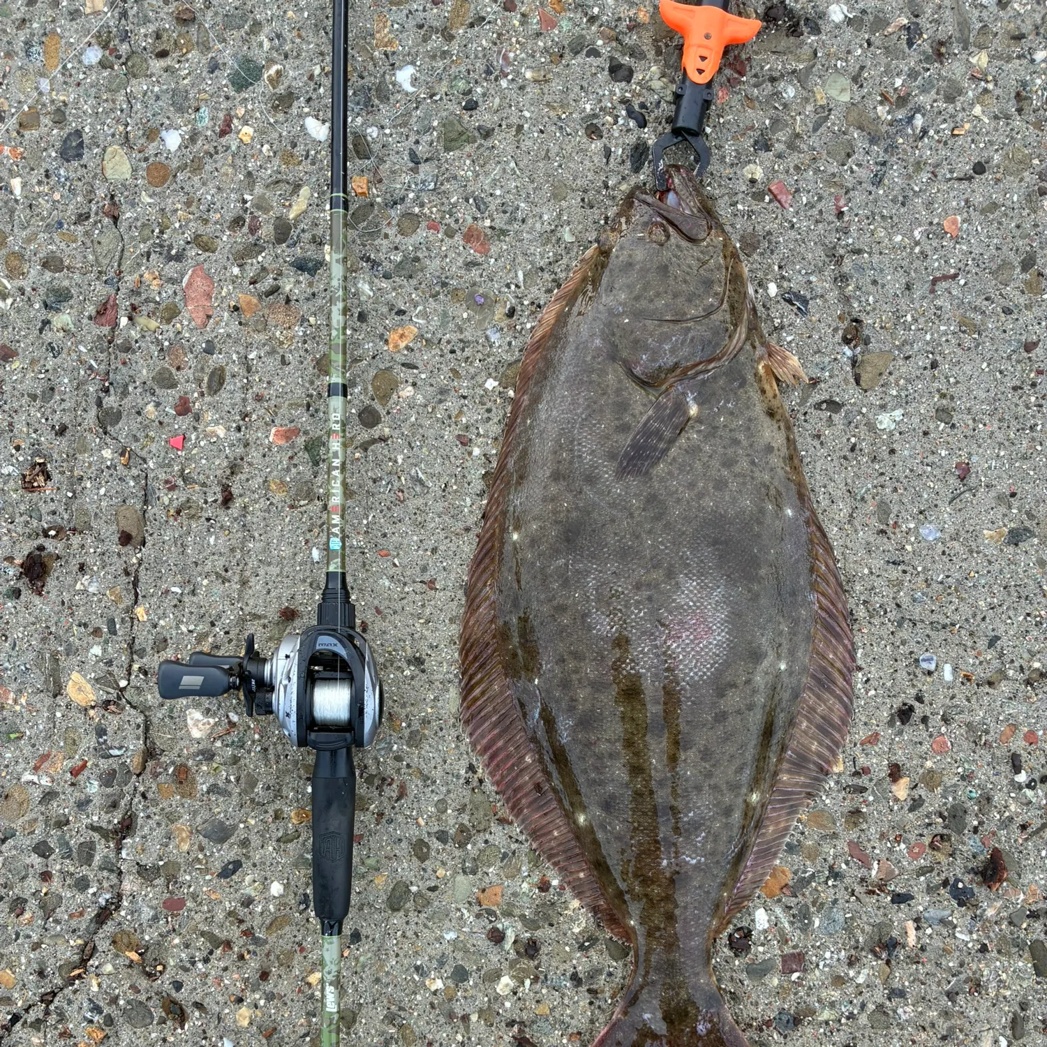 The most recent California halibut catches on Fishbrain
