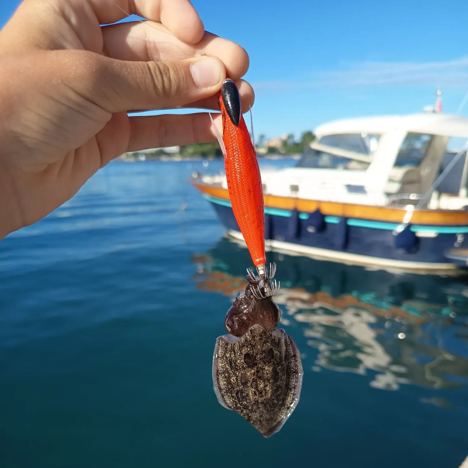 The most recent Common cuttlefish catches on Fishbrain