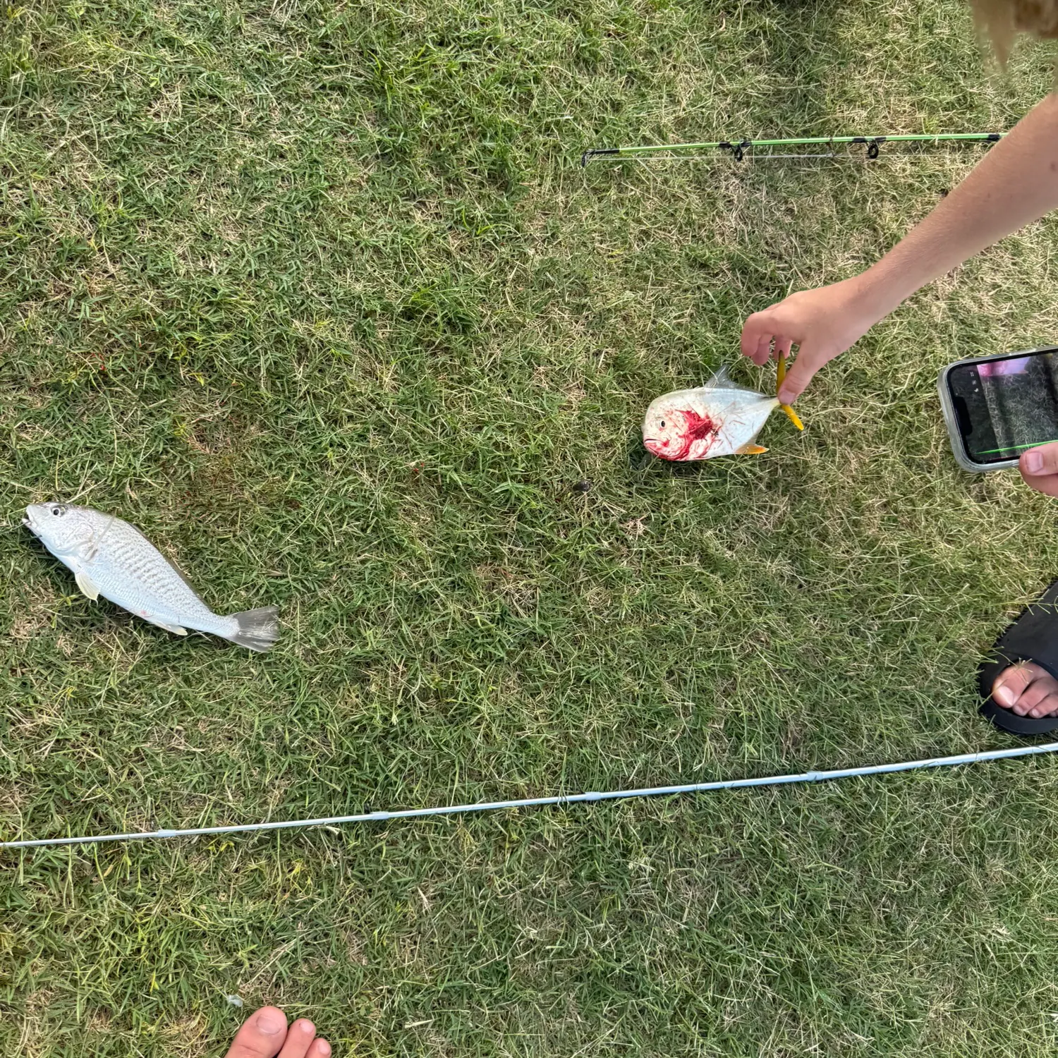 Atlantic croaker caught on Fishbrain