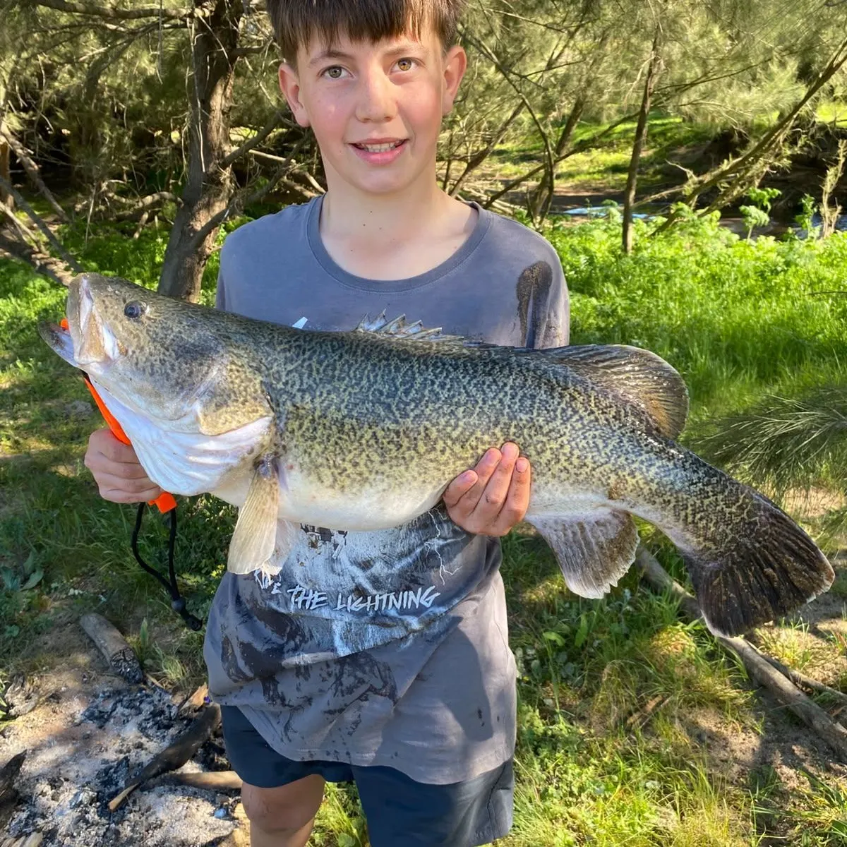 Murray cod caught on Fishbrain