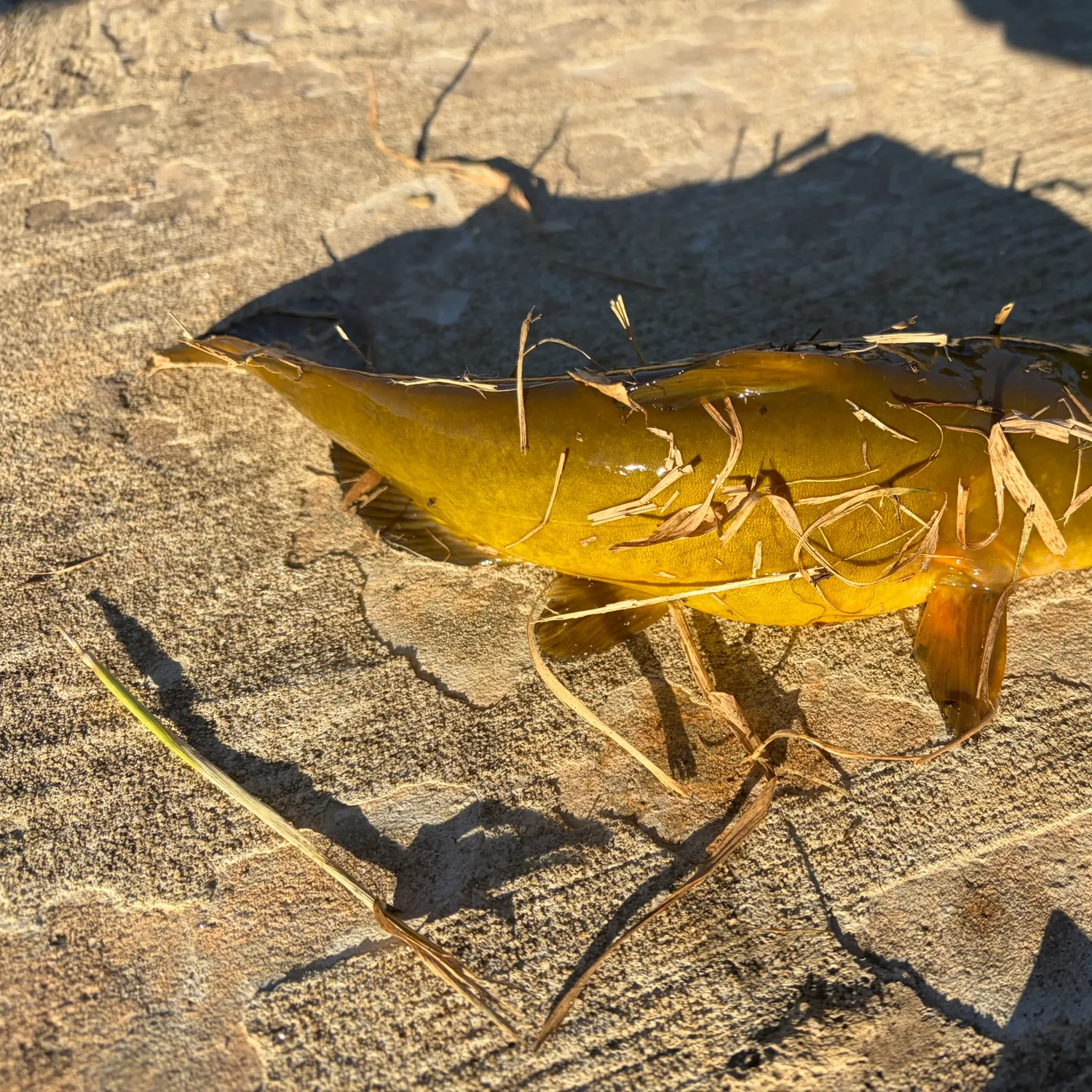 Yellow bullhead caught on Fishbrain