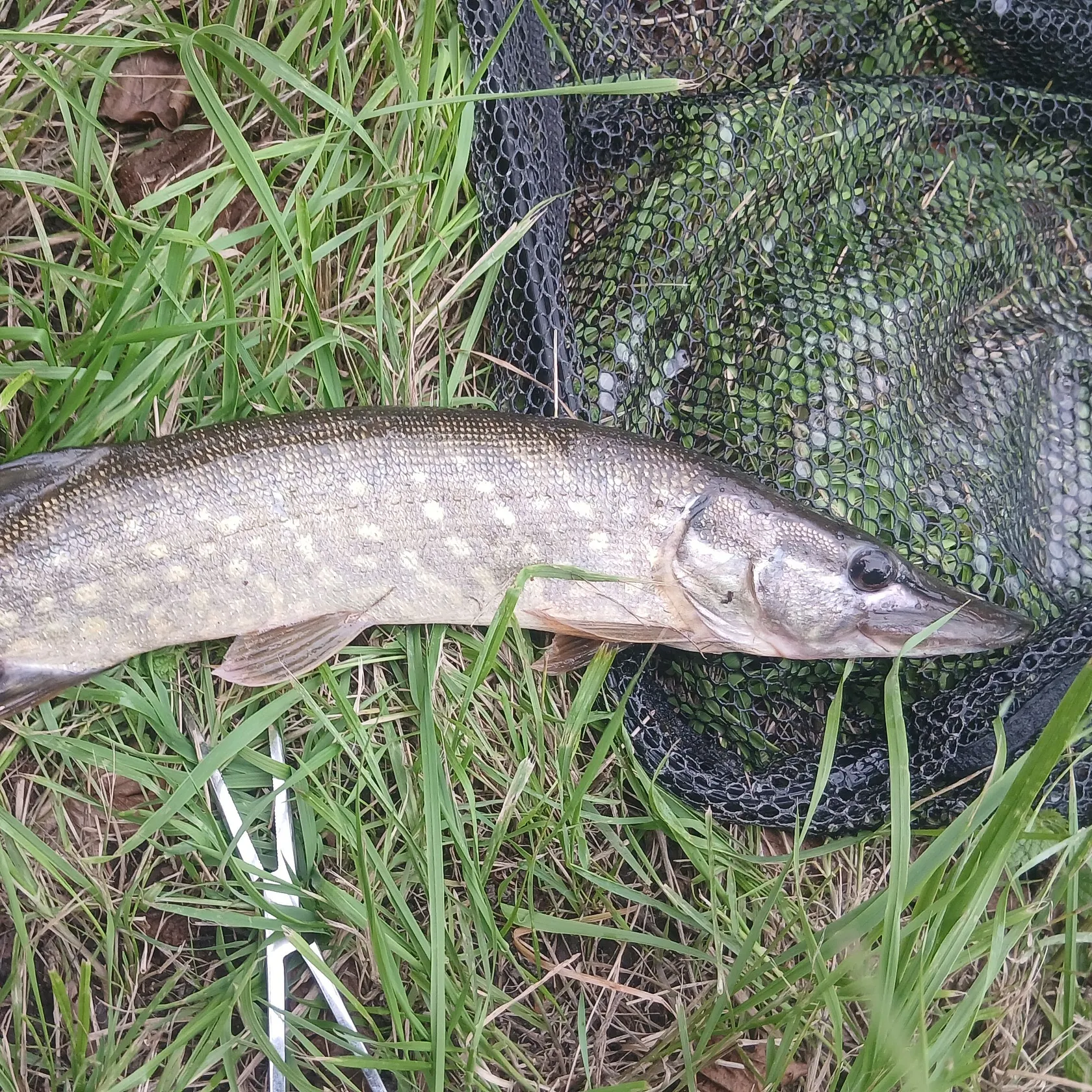 Northern pike caught on Fishbrain