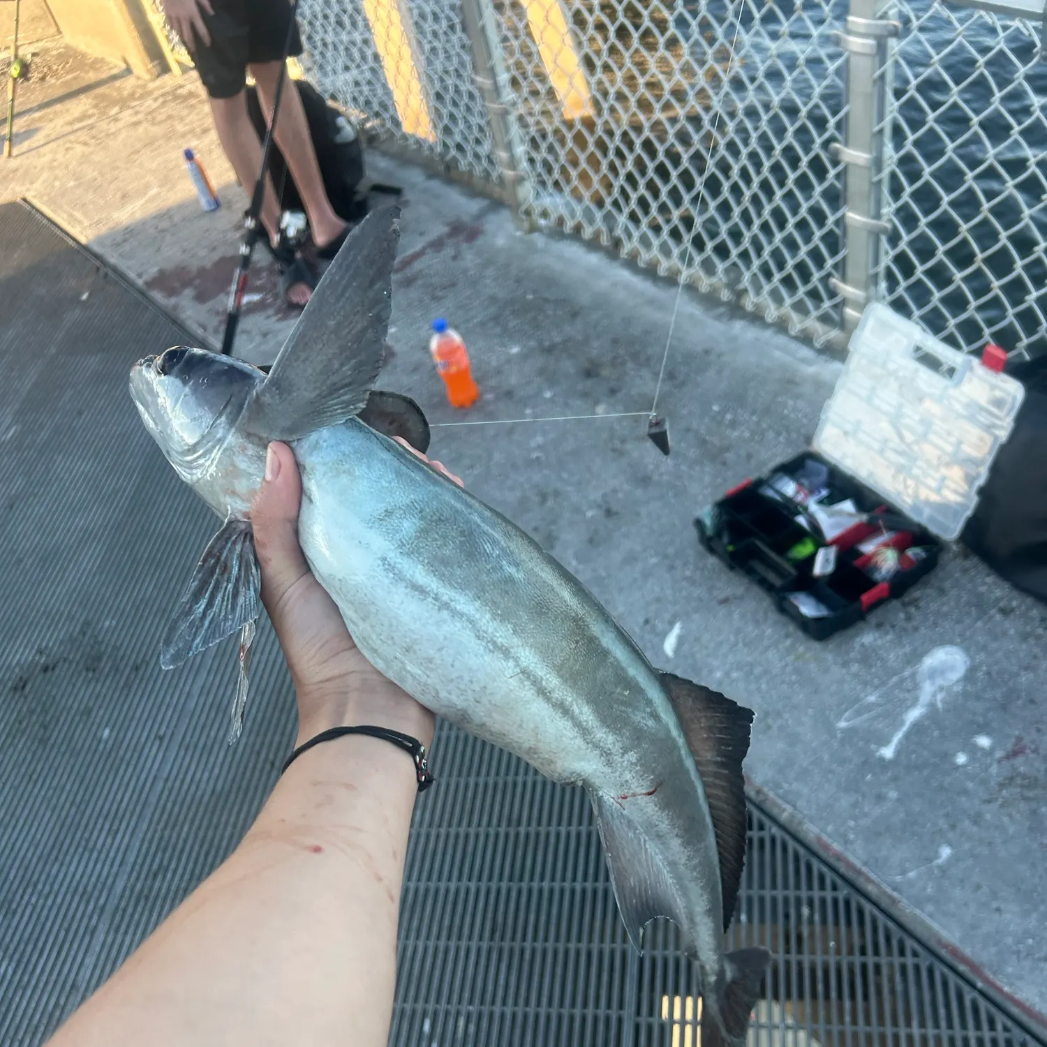The most recent Common remora catches on Fishbrain