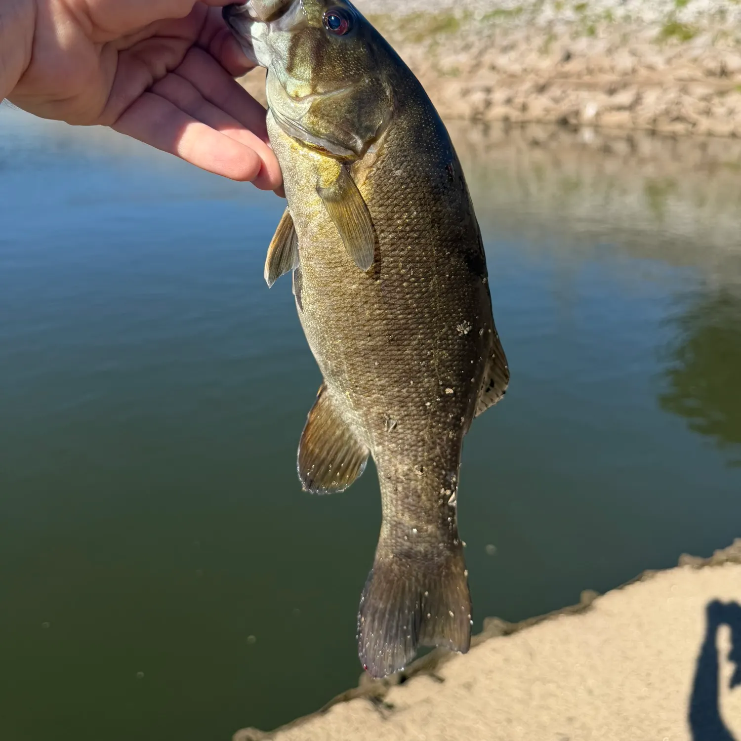 Smallmouth bass caught on Fishbrain