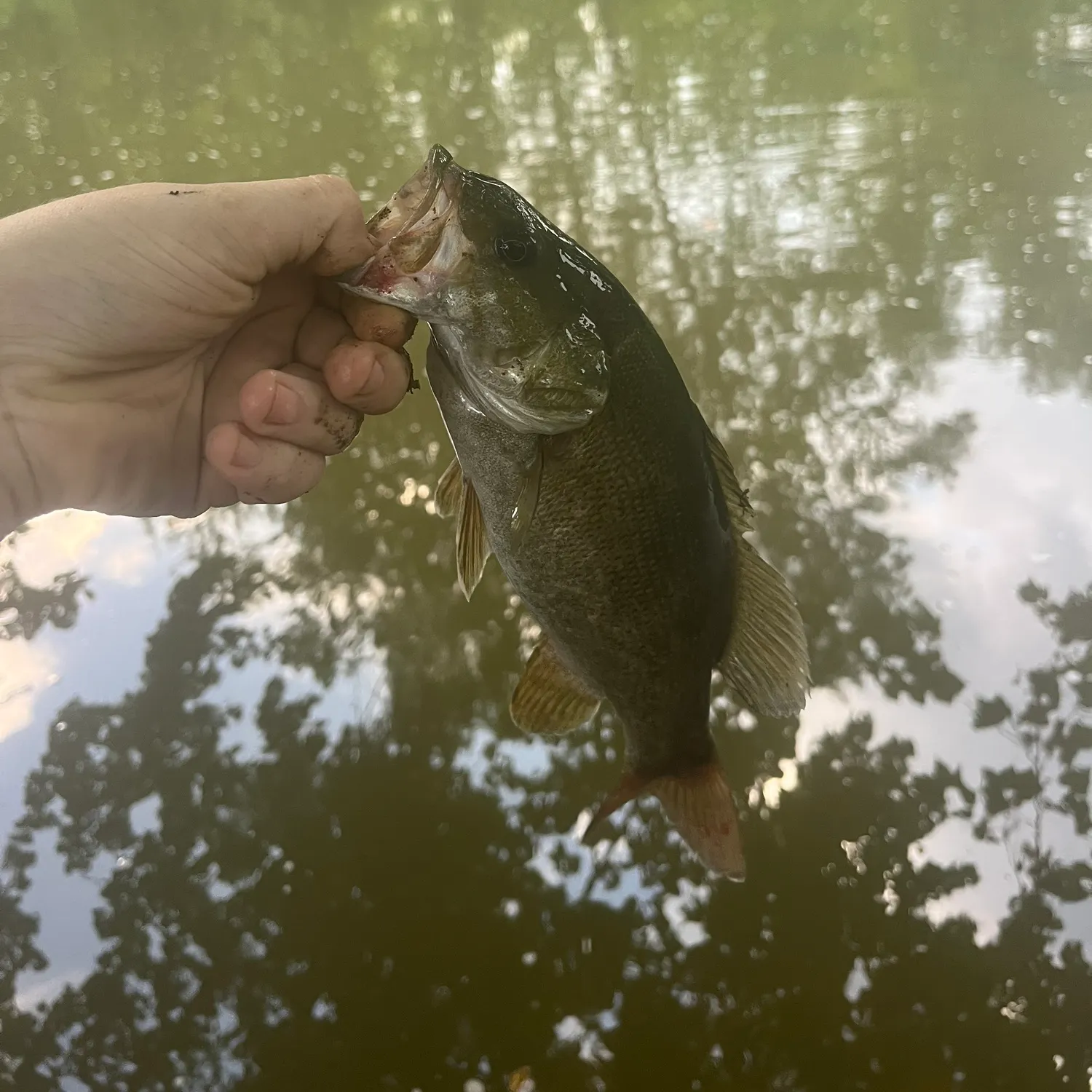 Smallmouth bass caught on Fishbrain