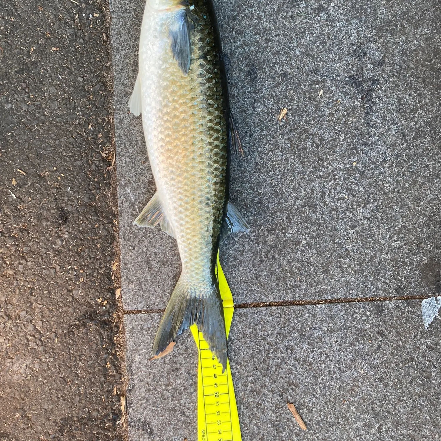 The most recent Striped mullet catches on Fishbrain