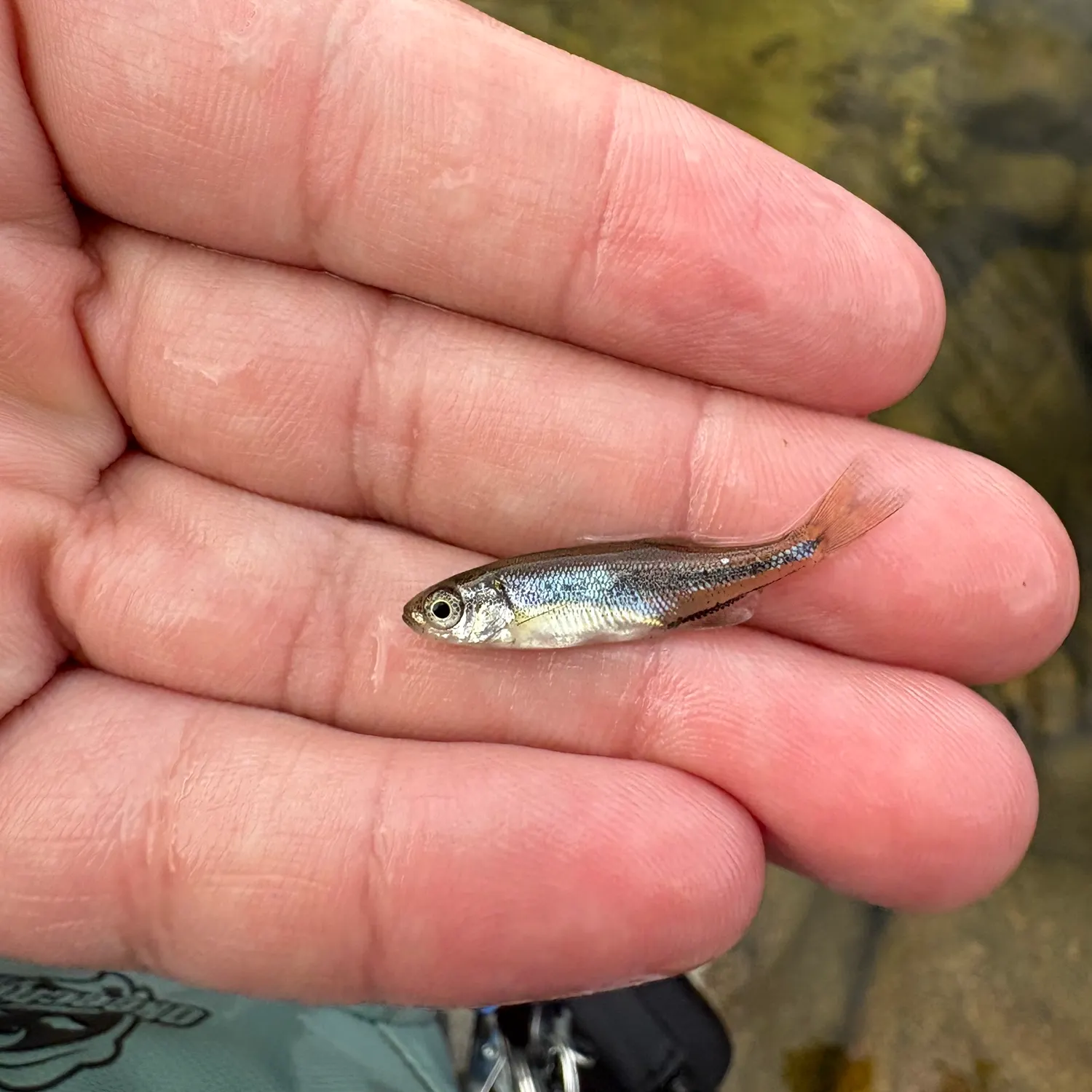 Rainbow trout caught on Fishbrain