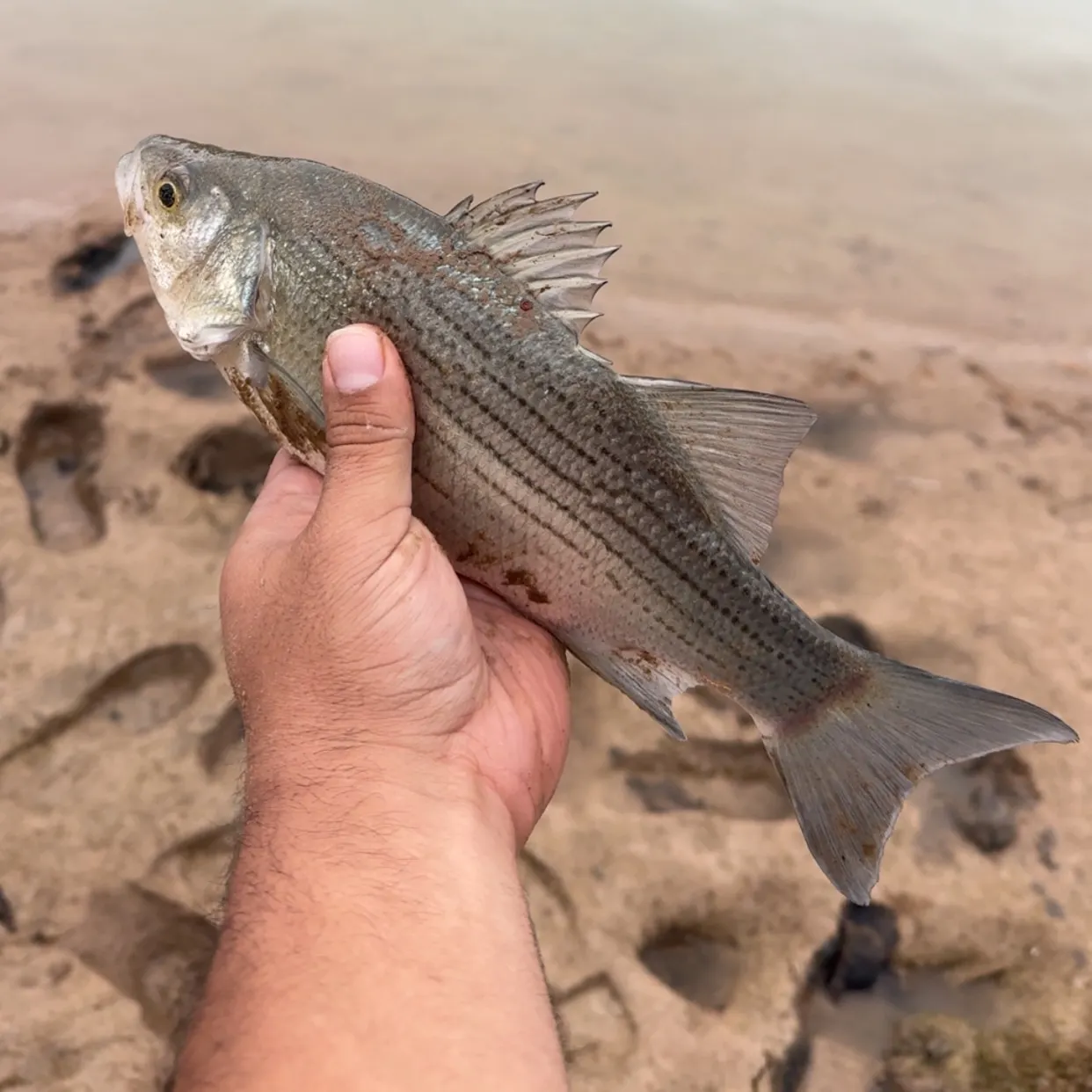 The most recent White bass catches on Fishbrain