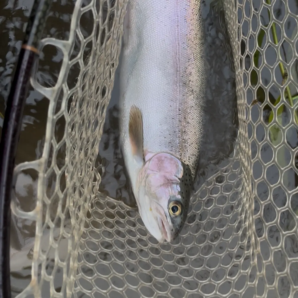 Rainbow trout caught on Fishbrain