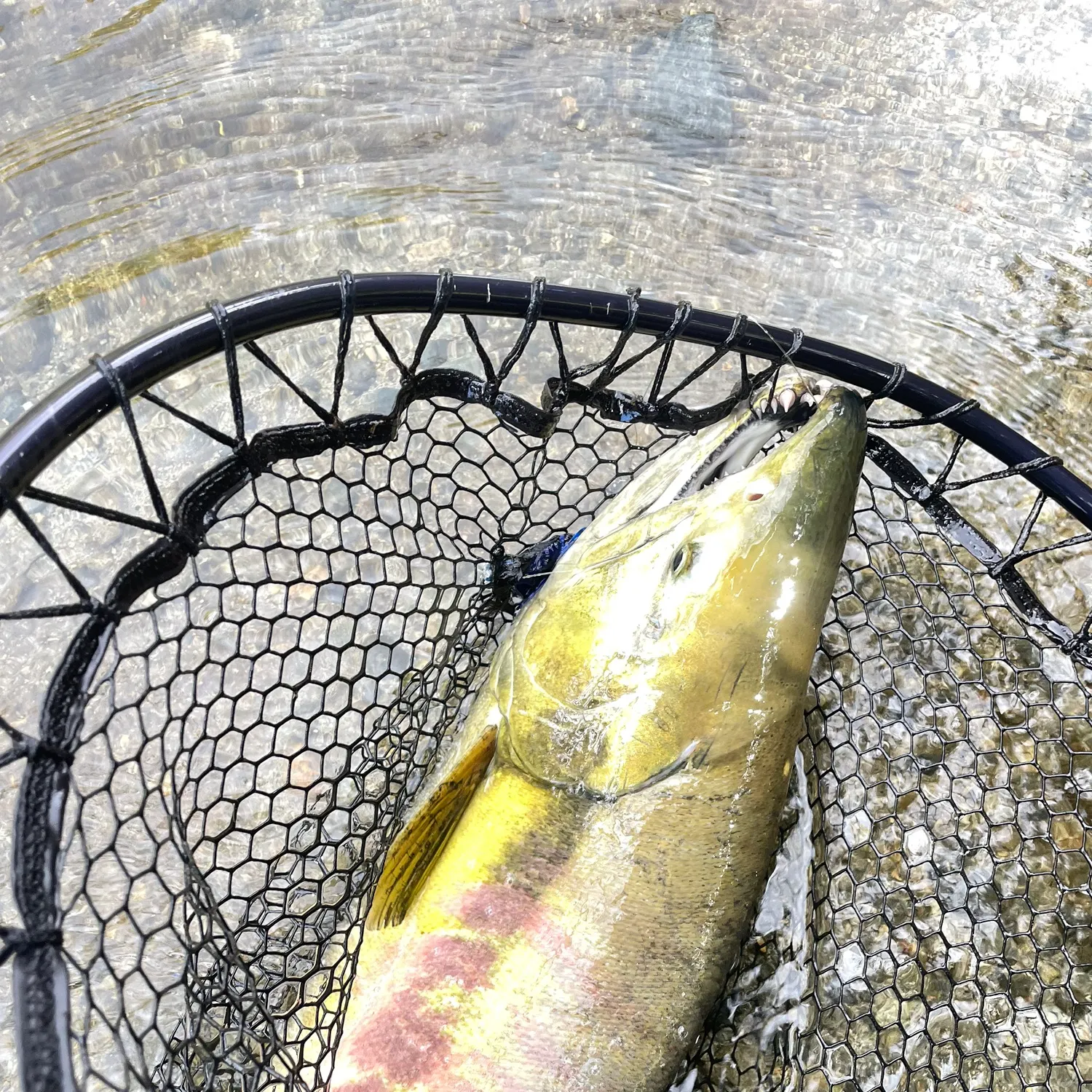 Chum salmon caught on Fishbrain