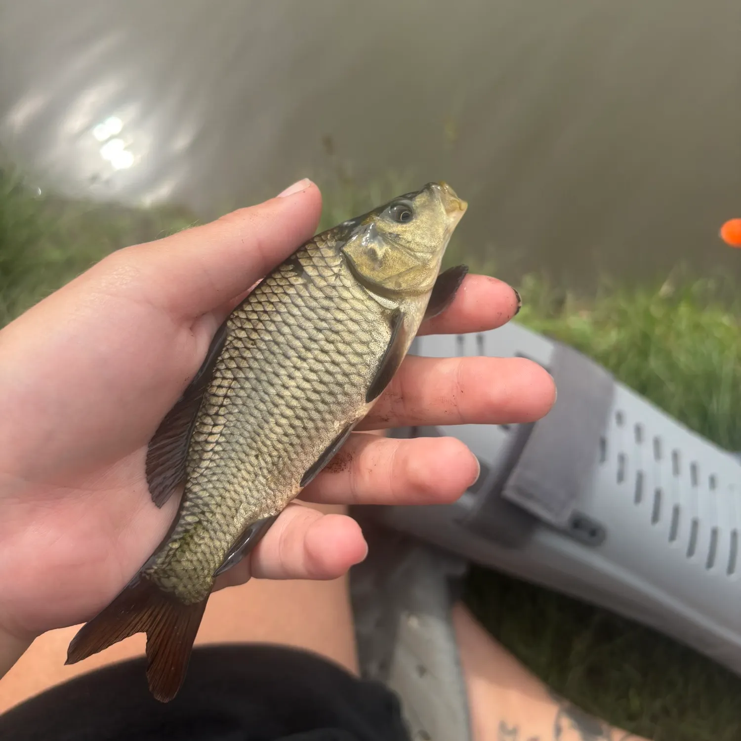 Common carp caught on Fishbrain