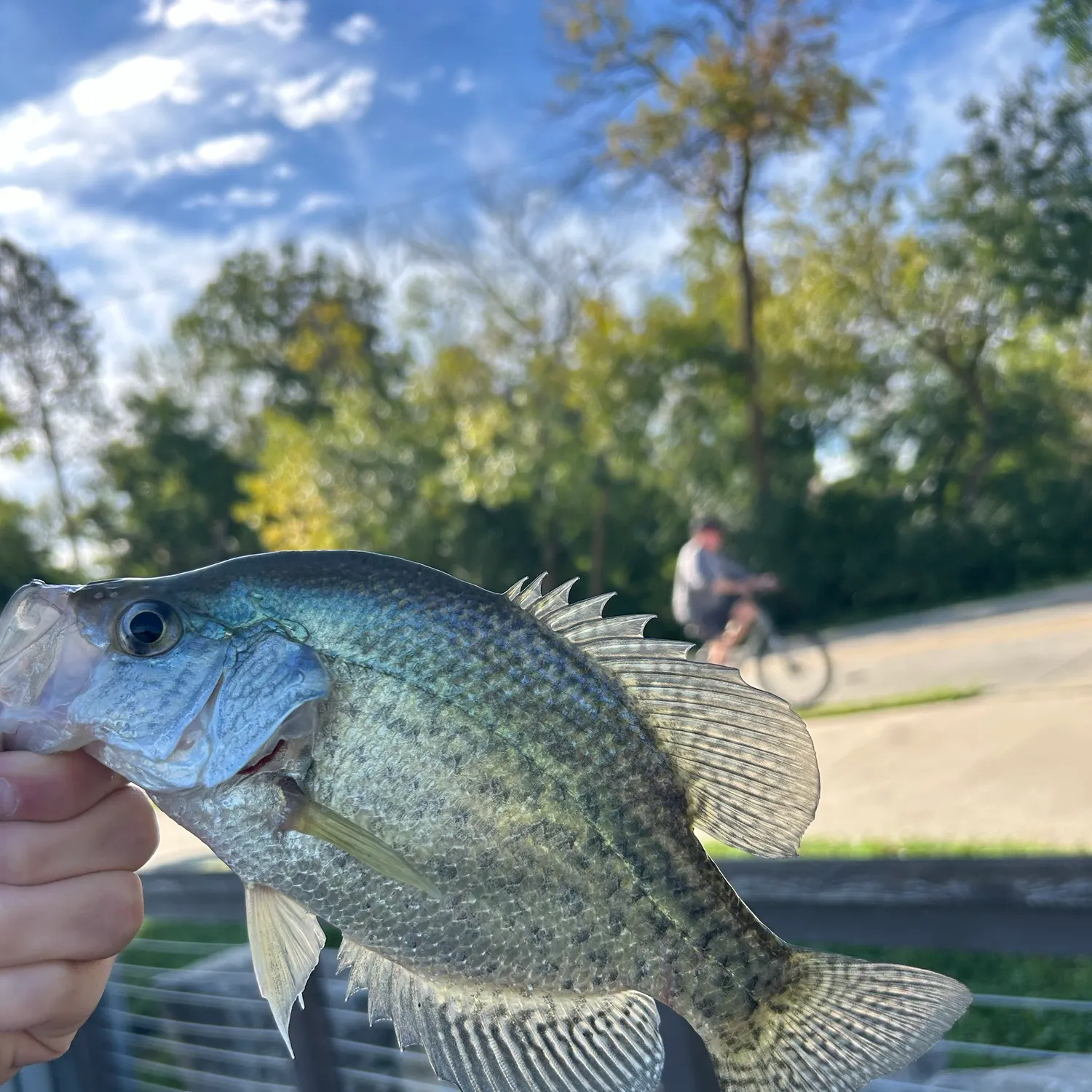 White crappie caught on Fishbrain