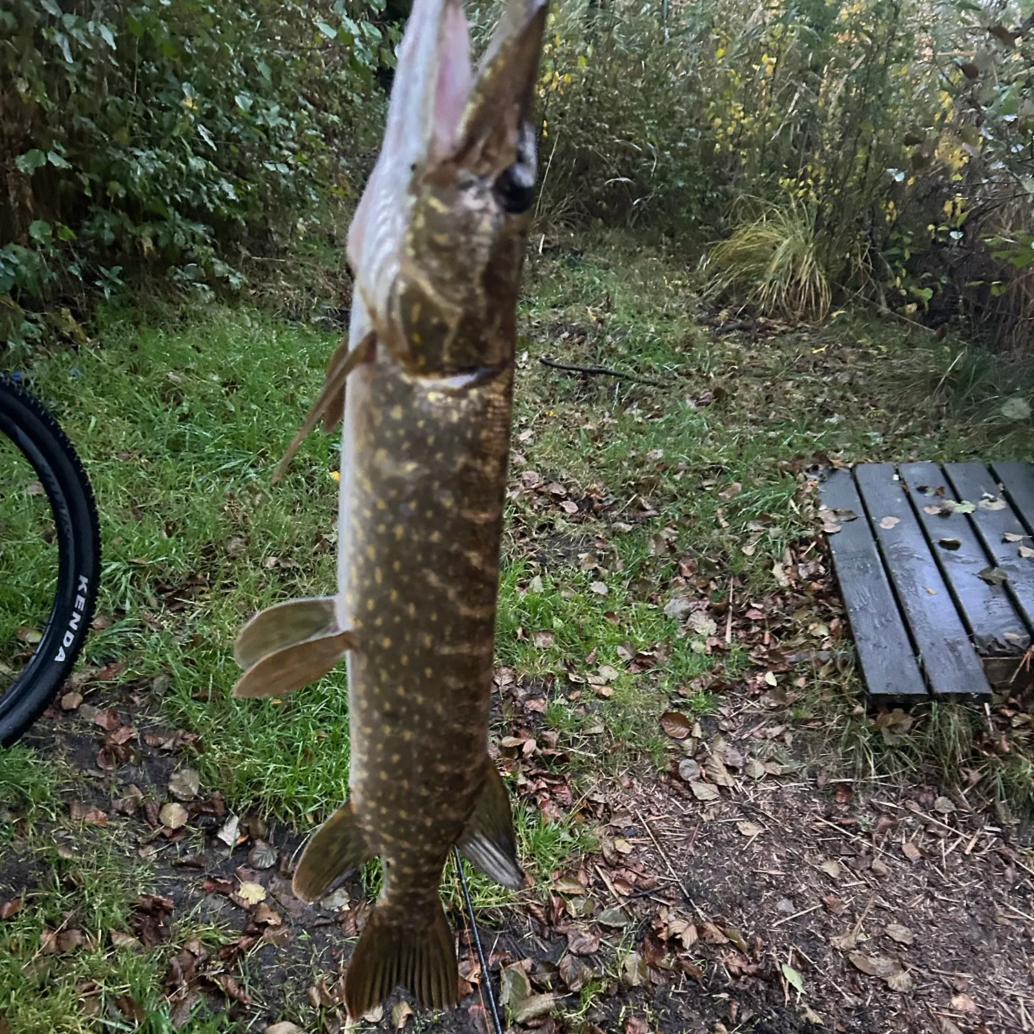Northern pike caught on Fishbrain