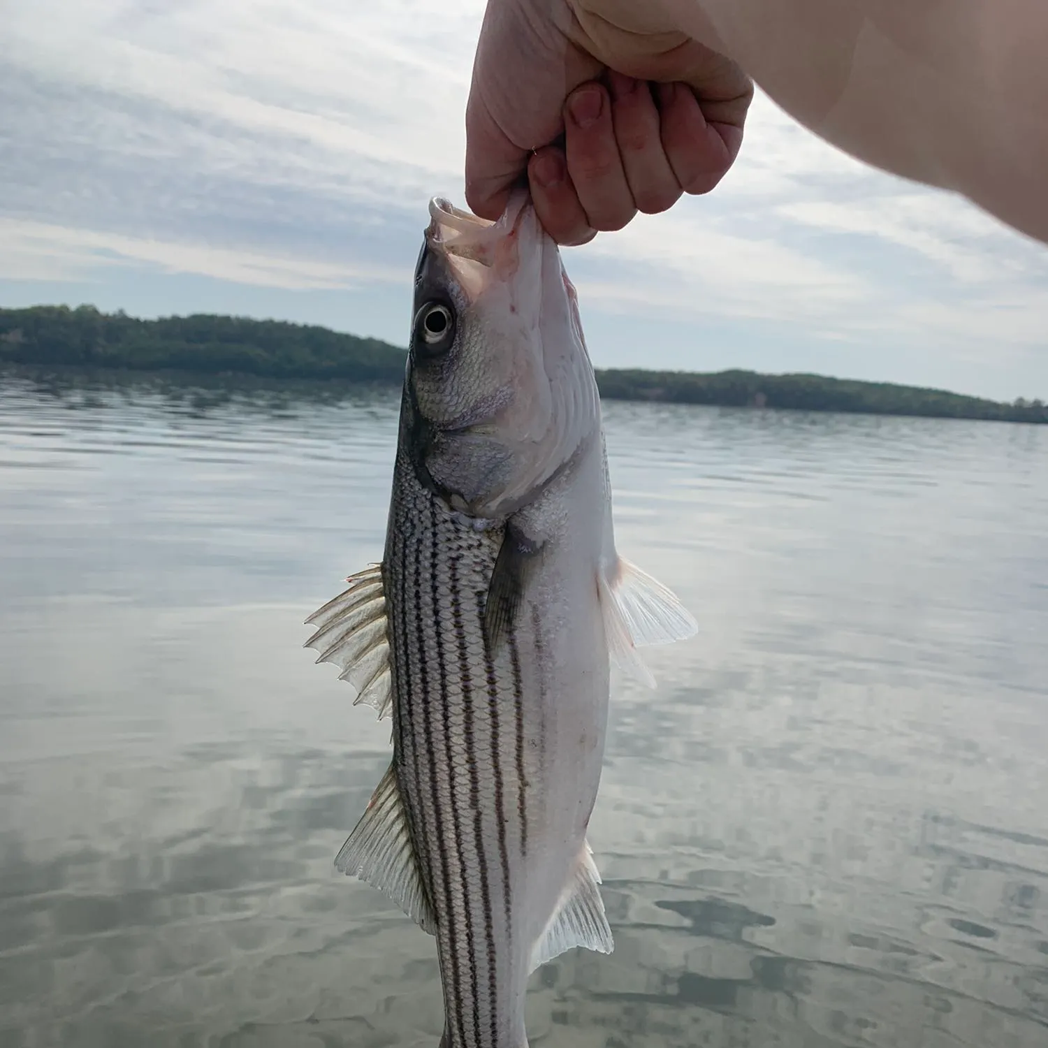 angler catch
