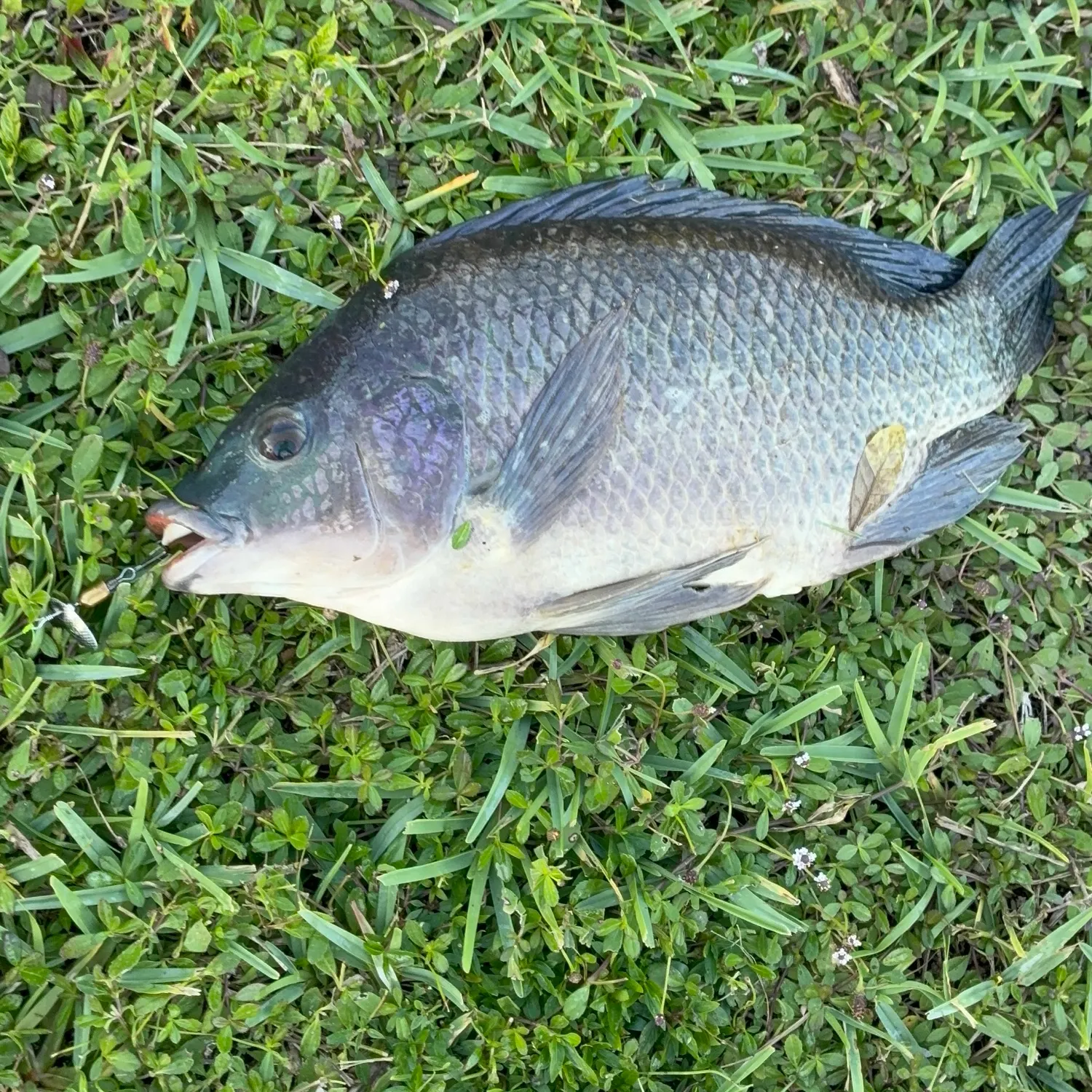 Nile tilapia caught on Fishbrain