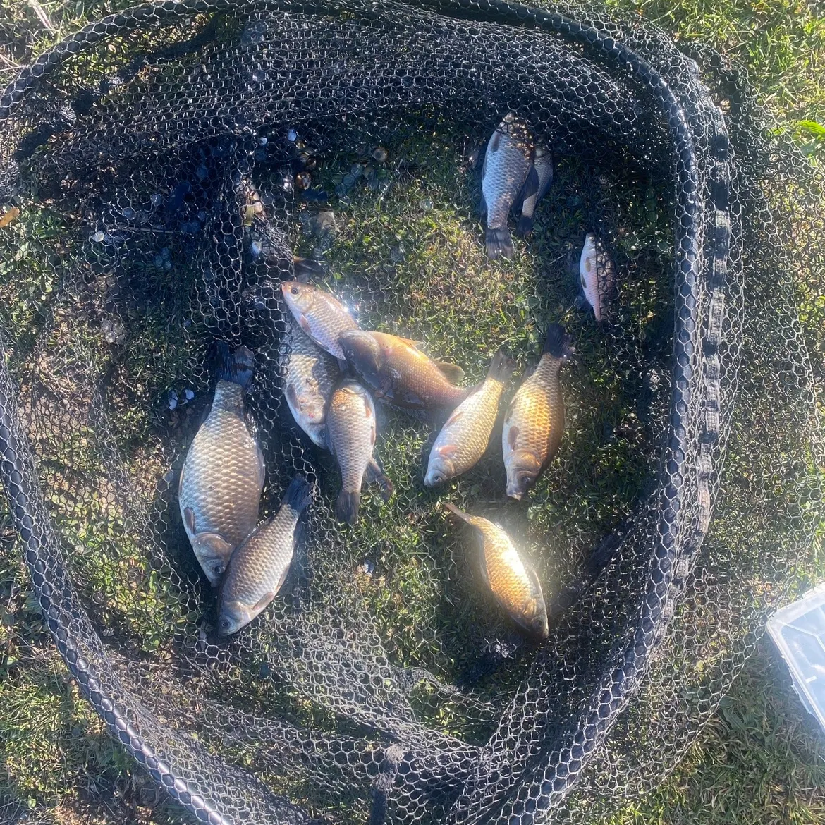 The most recent Crucian carp catches on Fishbrain