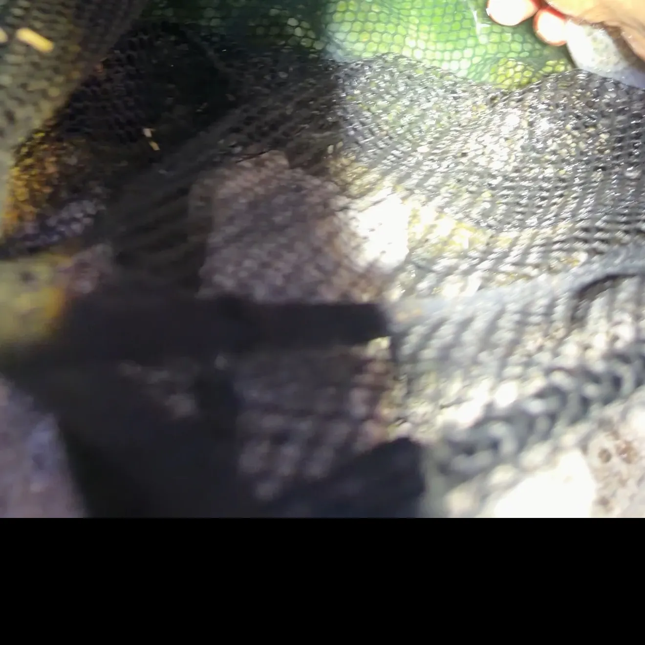 The most recent Rainbow trout catches on Fishbrain