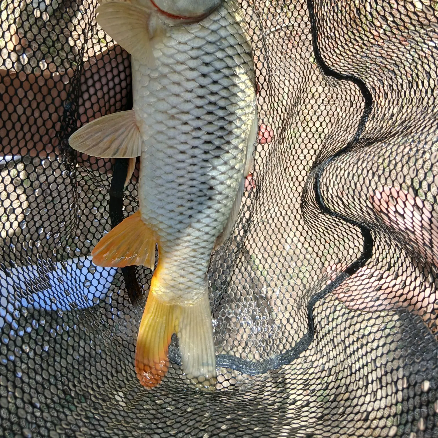 Common carp caught on Fishbrain