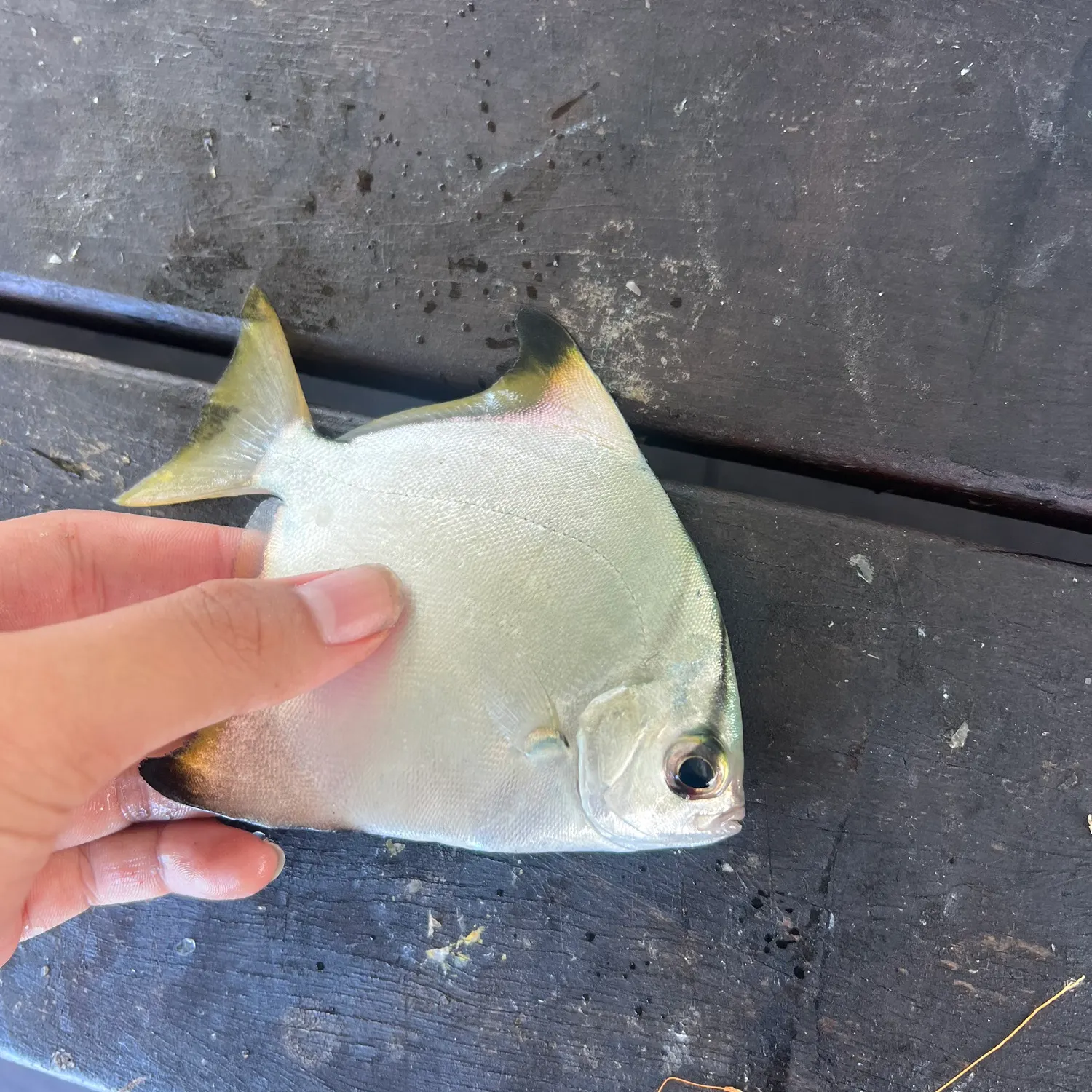 The most recent Silver moony catches on Fishbrain