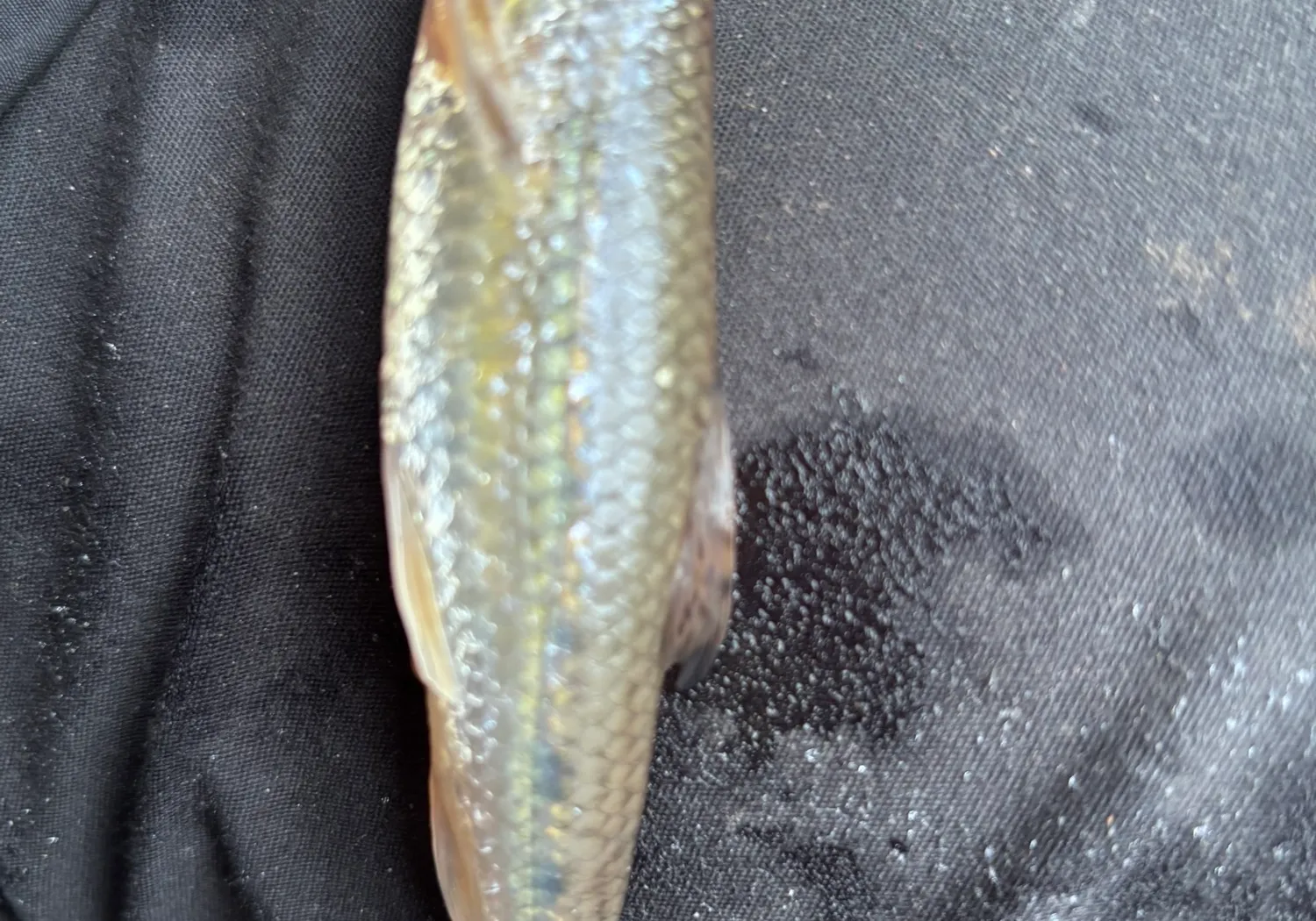 Gudgeon