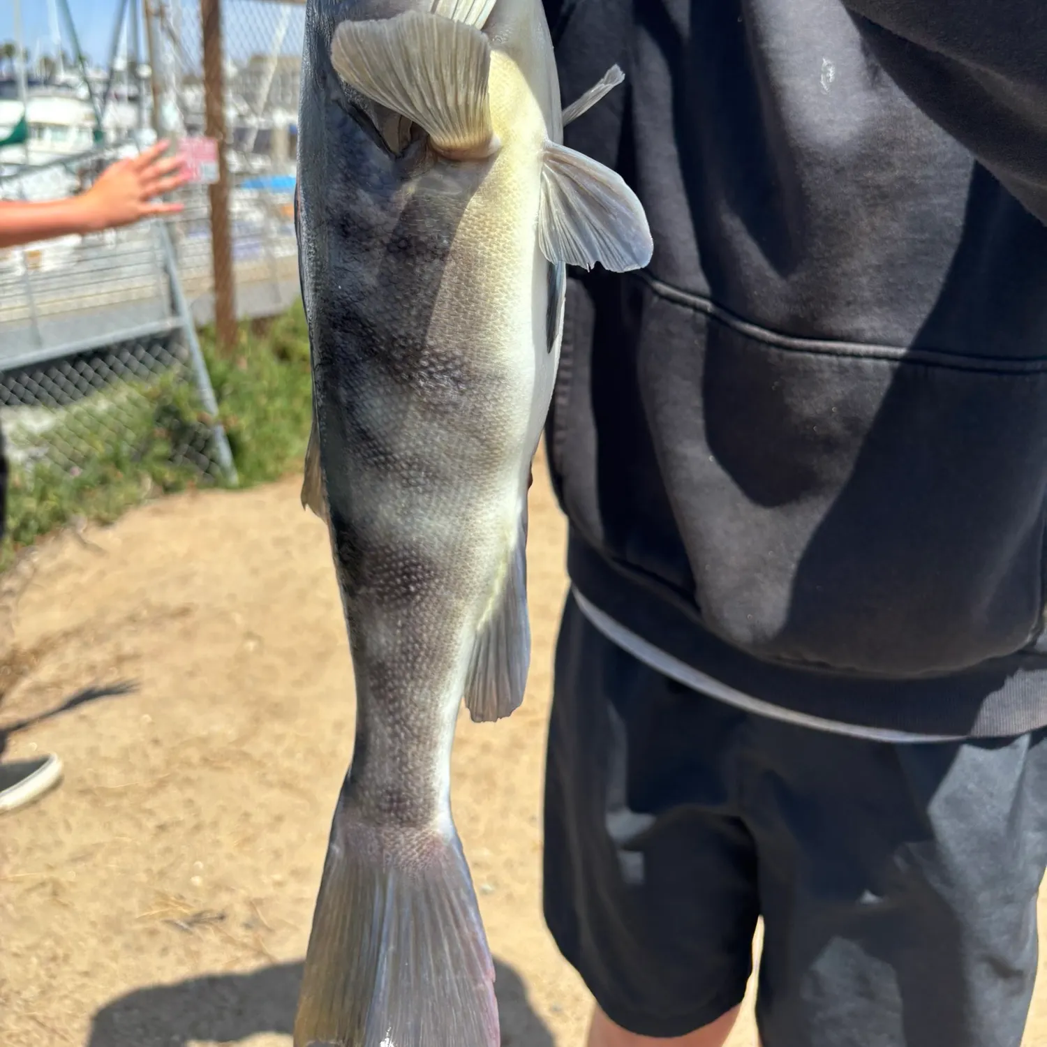 The most recent Barred sand bass catches on Fishbrain