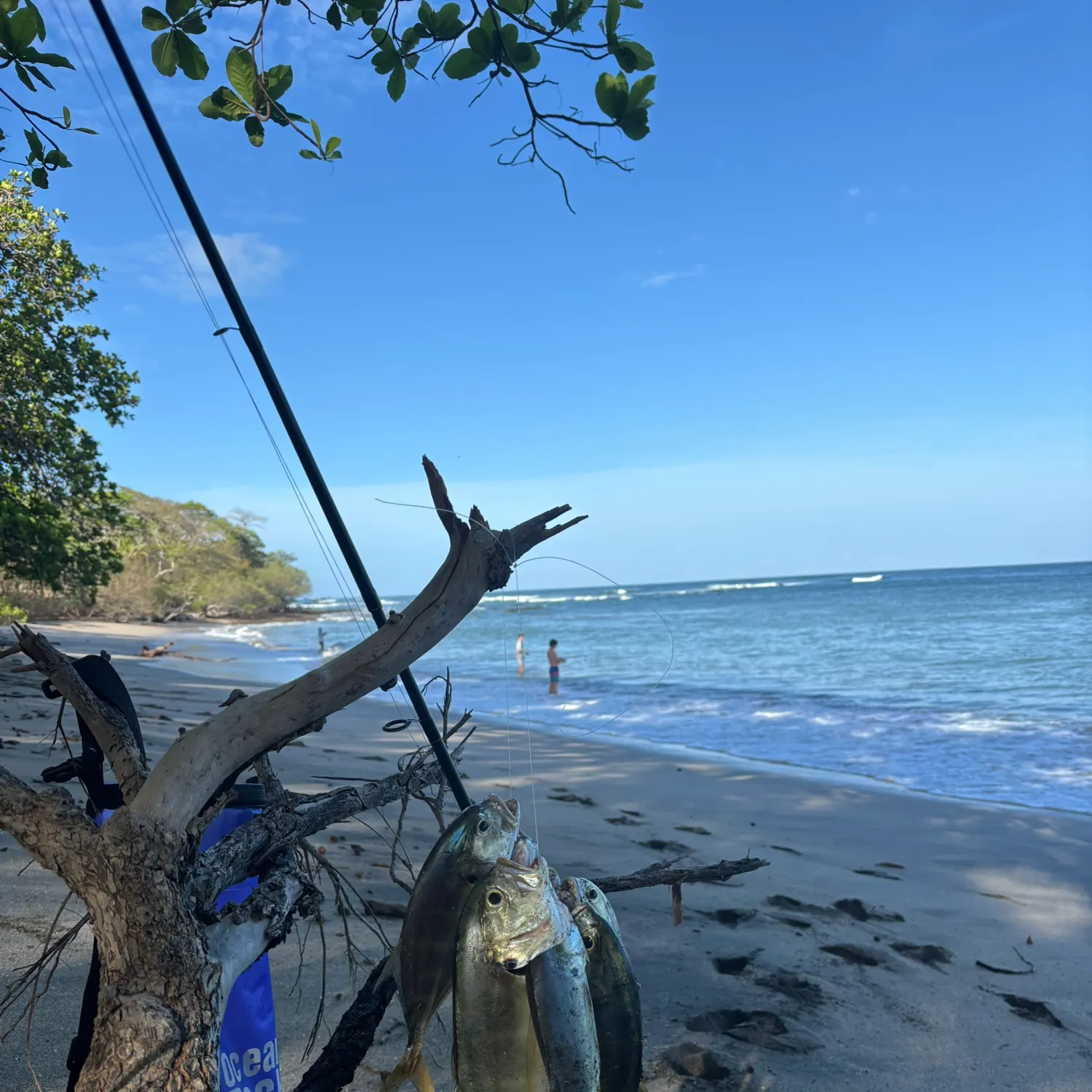 The most recent Pacific crevalle jack catches on Fishbrain