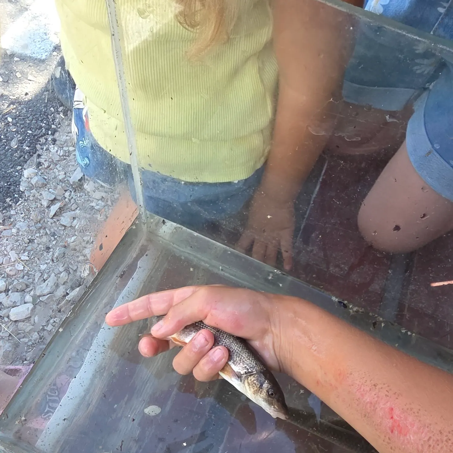 European chub caught on Fishbrain