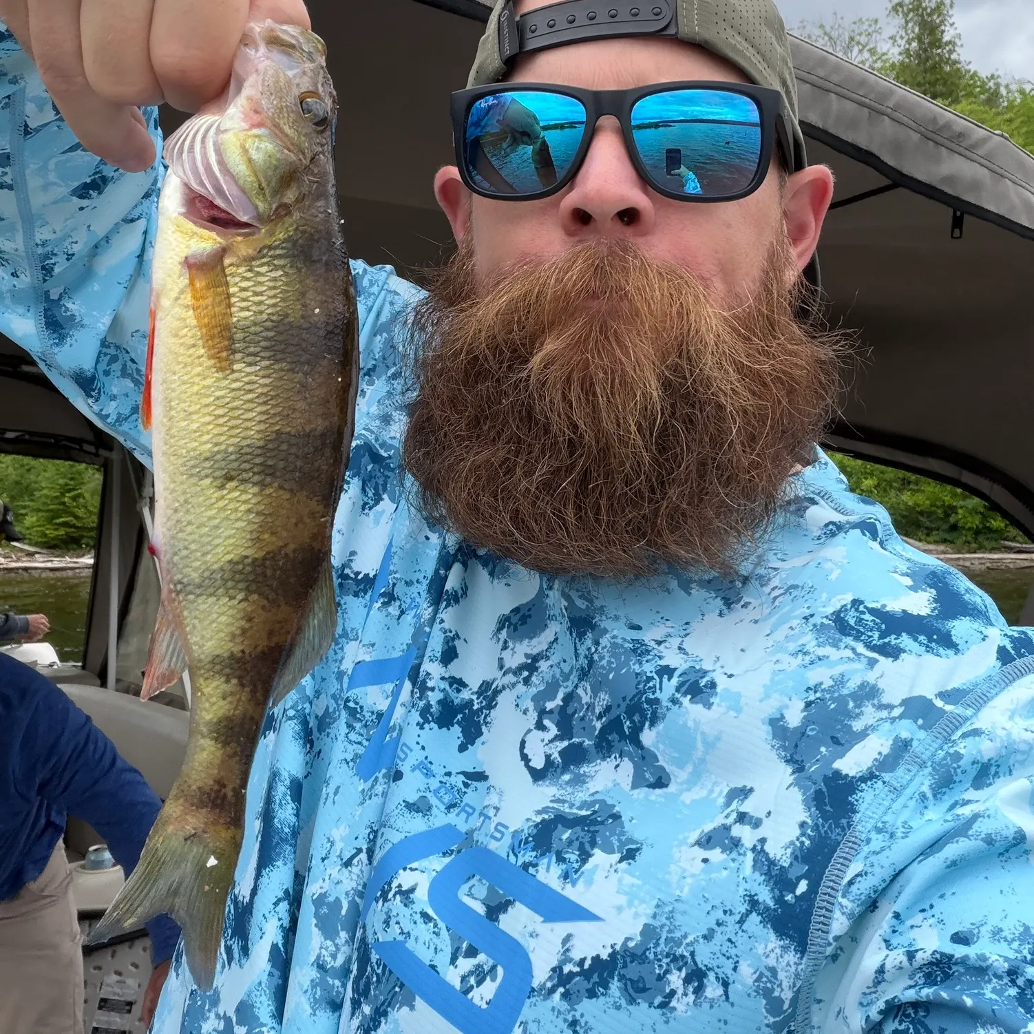 The most recent Yellow perch catches on Fishbrain