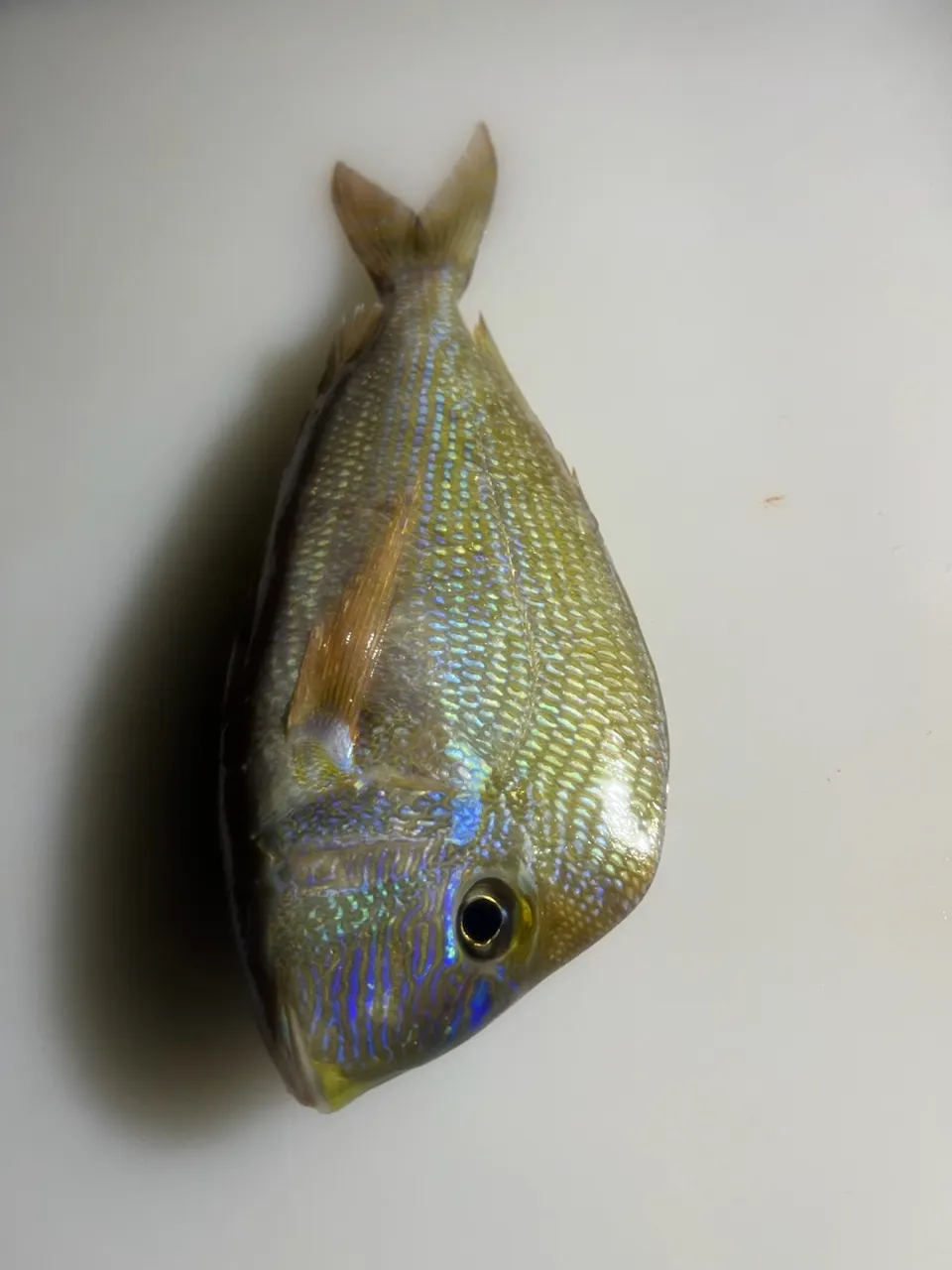 The most popular recent Knobbed Porgy catch on Fishbrain