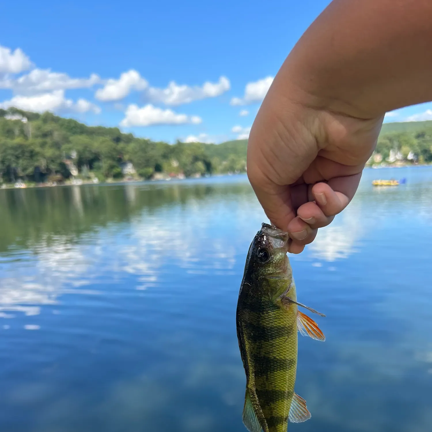 Yellow perch caught on Fishbrain